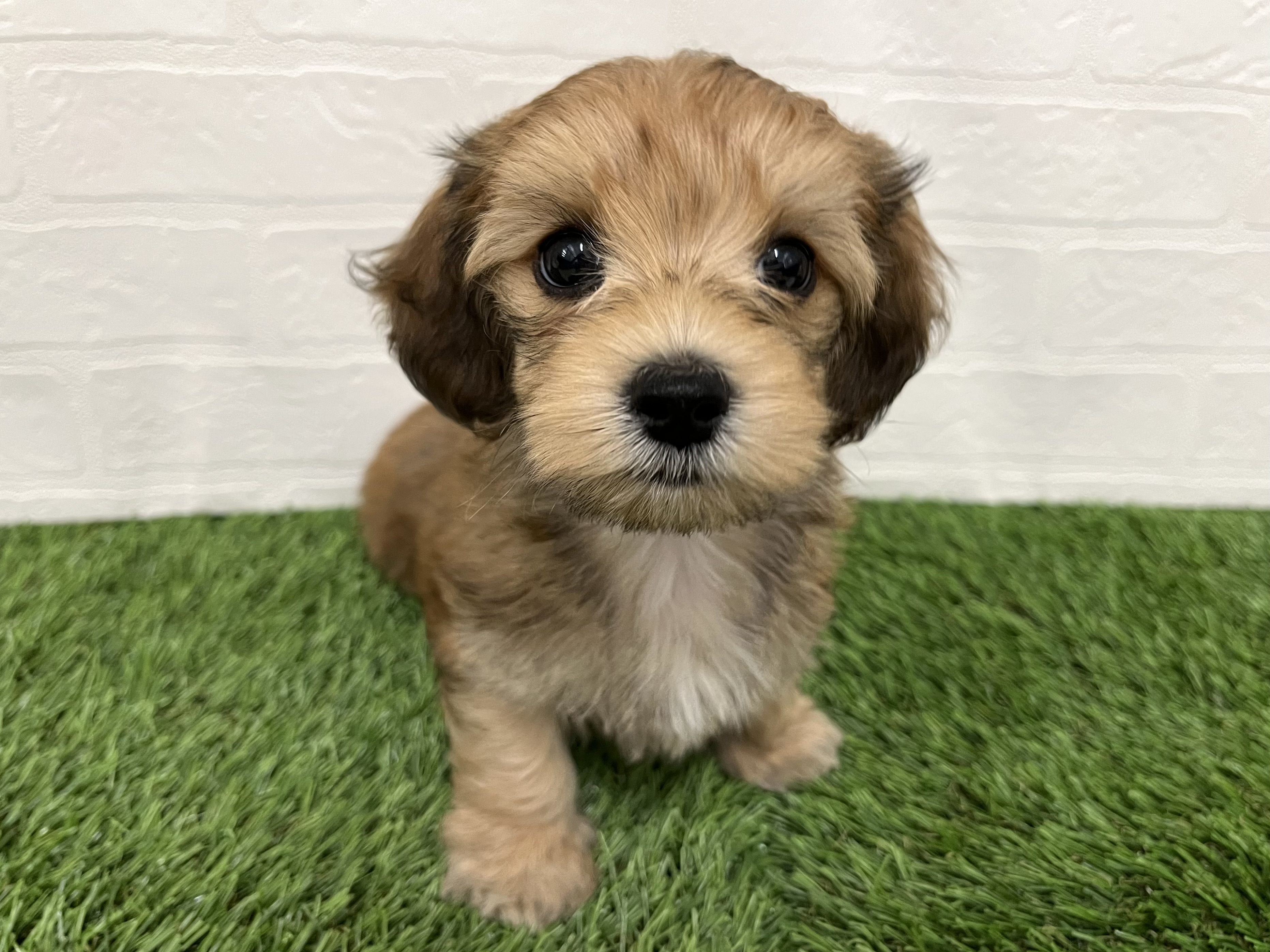 神奈川県のマルックス(マルチーズ×ダックス) (ワンニャンハウス新山下店/2025年9月15日生まれ/男の子/シェーデットイエロー)の子犬の1枚目の画像