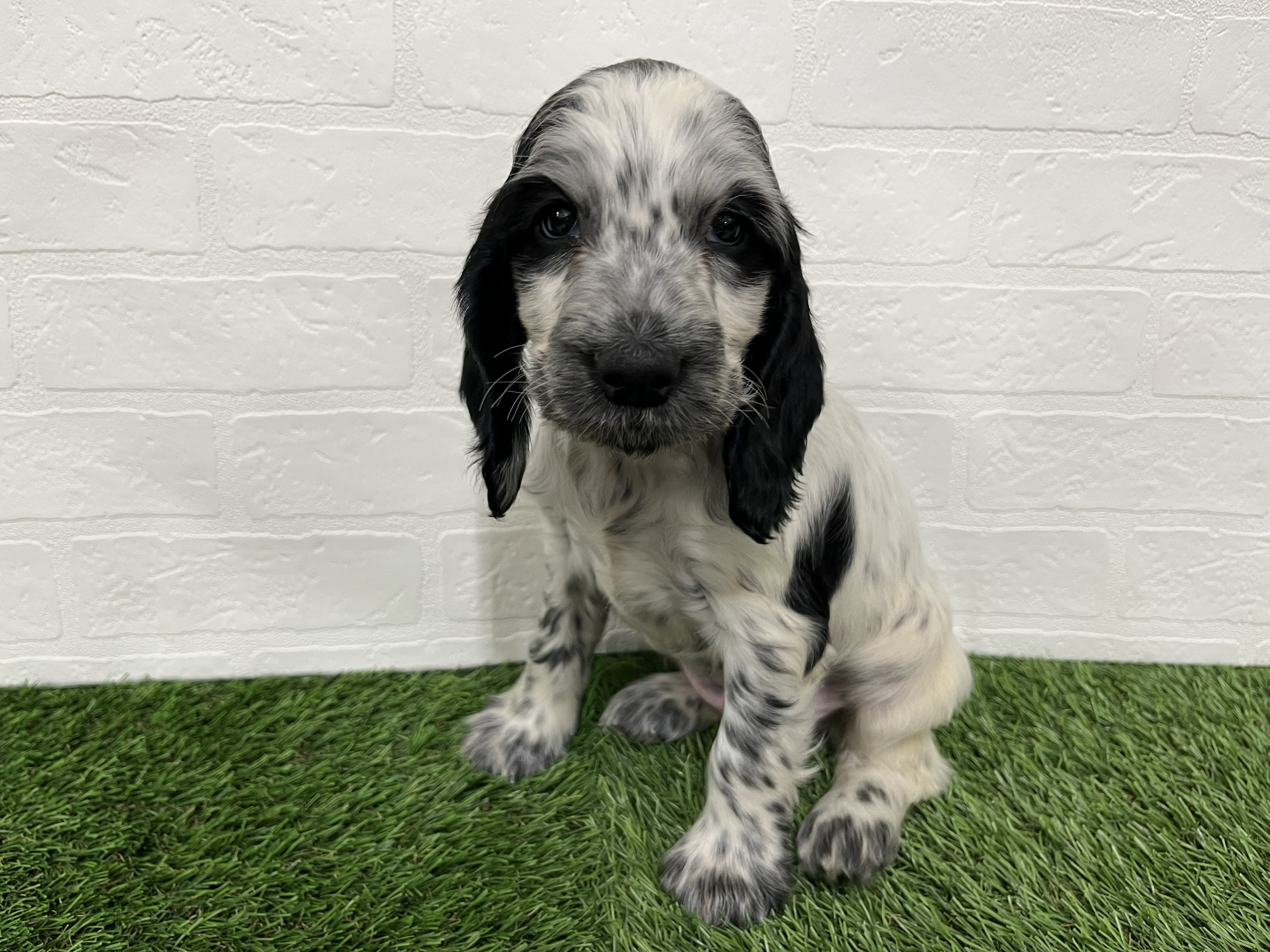 神奈川県のイングリッシュコッカースパニエル (ワンニャンハウス新山下店/2025年11月27日生まれ/女の子/ブルーローン)の子犬の3枚目の画像