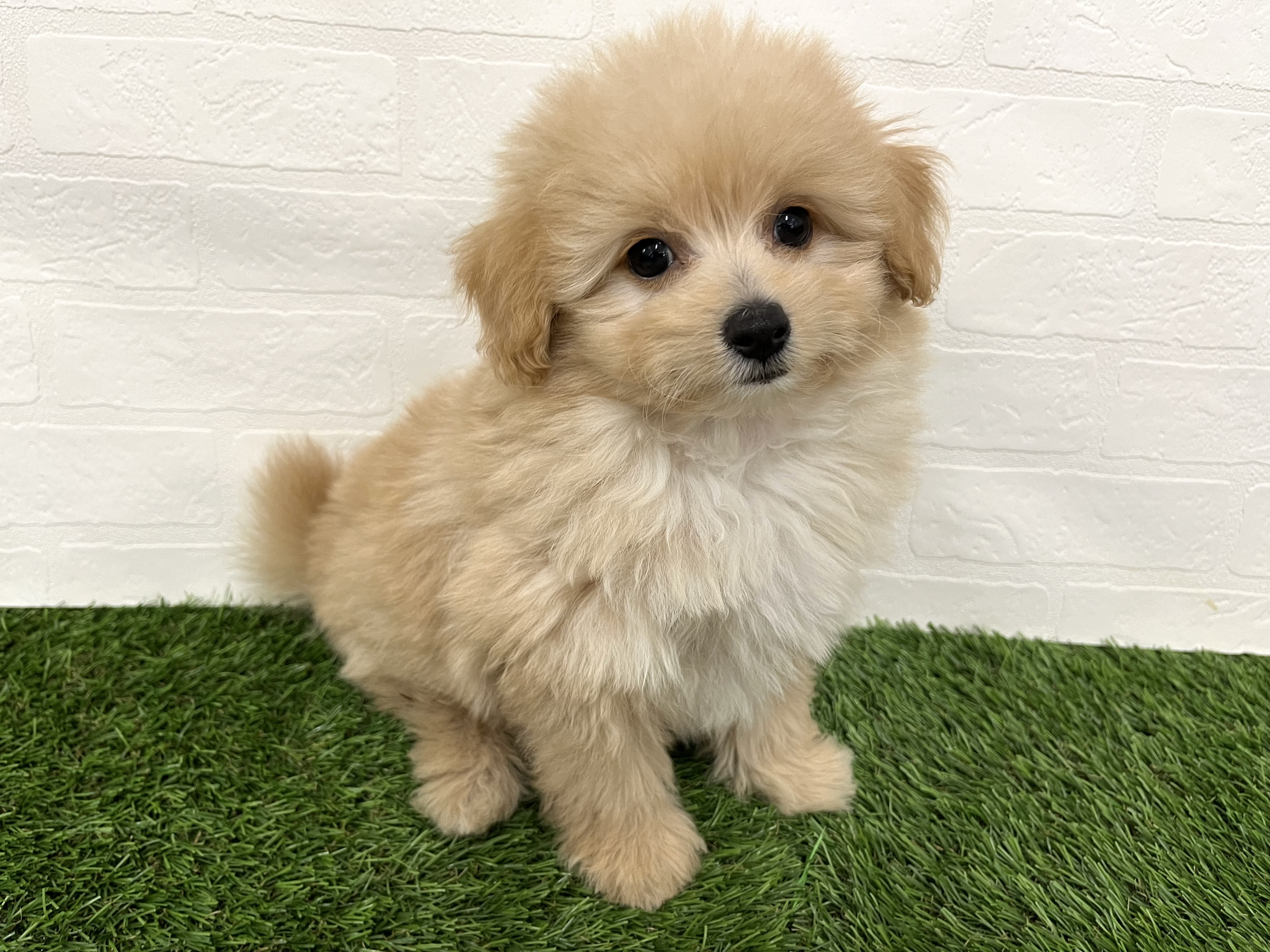 神奈川県のハーフ犬・ミックス犬 (ワンニャンハウス新山下店/2025年7月26日生まれ/男の子/クリームホワイト)の子犬の3枚目の画像