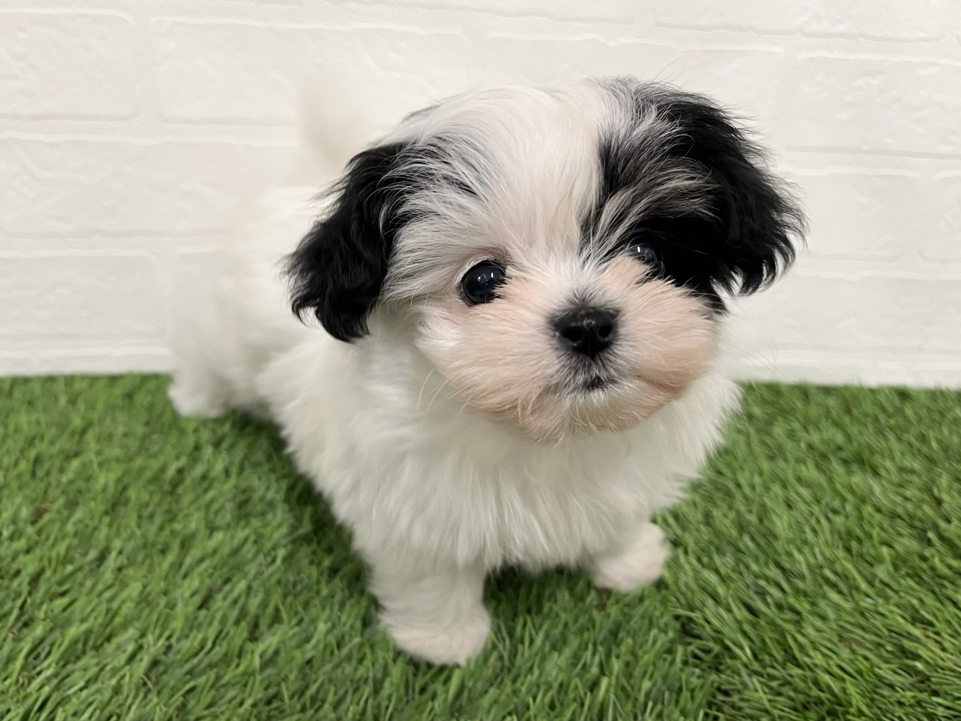 神奈川県のハーフ犬・ミックス犬 (ワンニャンハウス新山下店/2026年3月2日生まれ/女の子/ホワイトブラック)の子犬の3枚目の画像