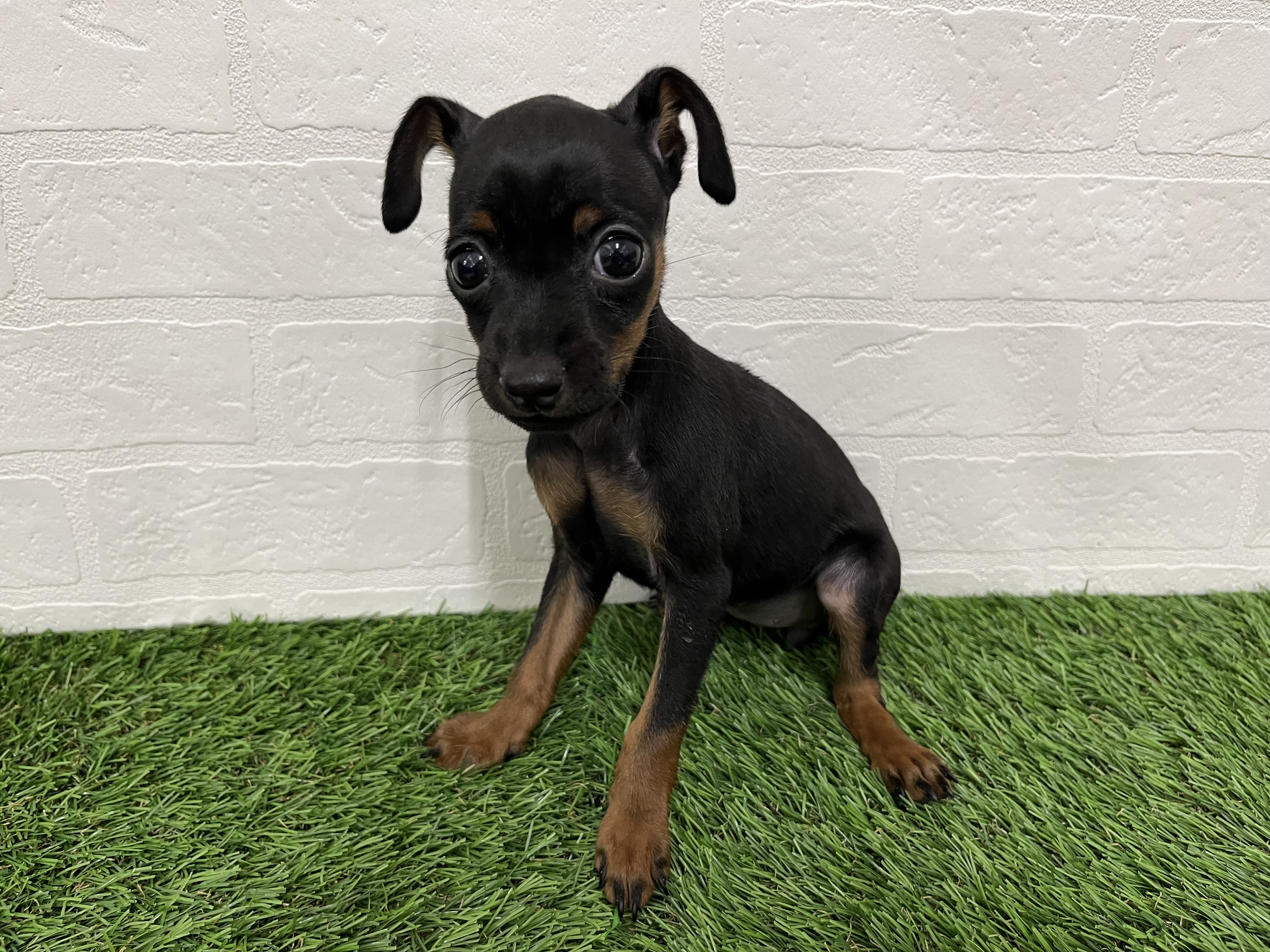 神奈川県のミニチュアピンシャー (ワンニャンハウス新山下店/2025年10月25日生まれ/女の子/ブラックタン)の子犬の3枚目の画像