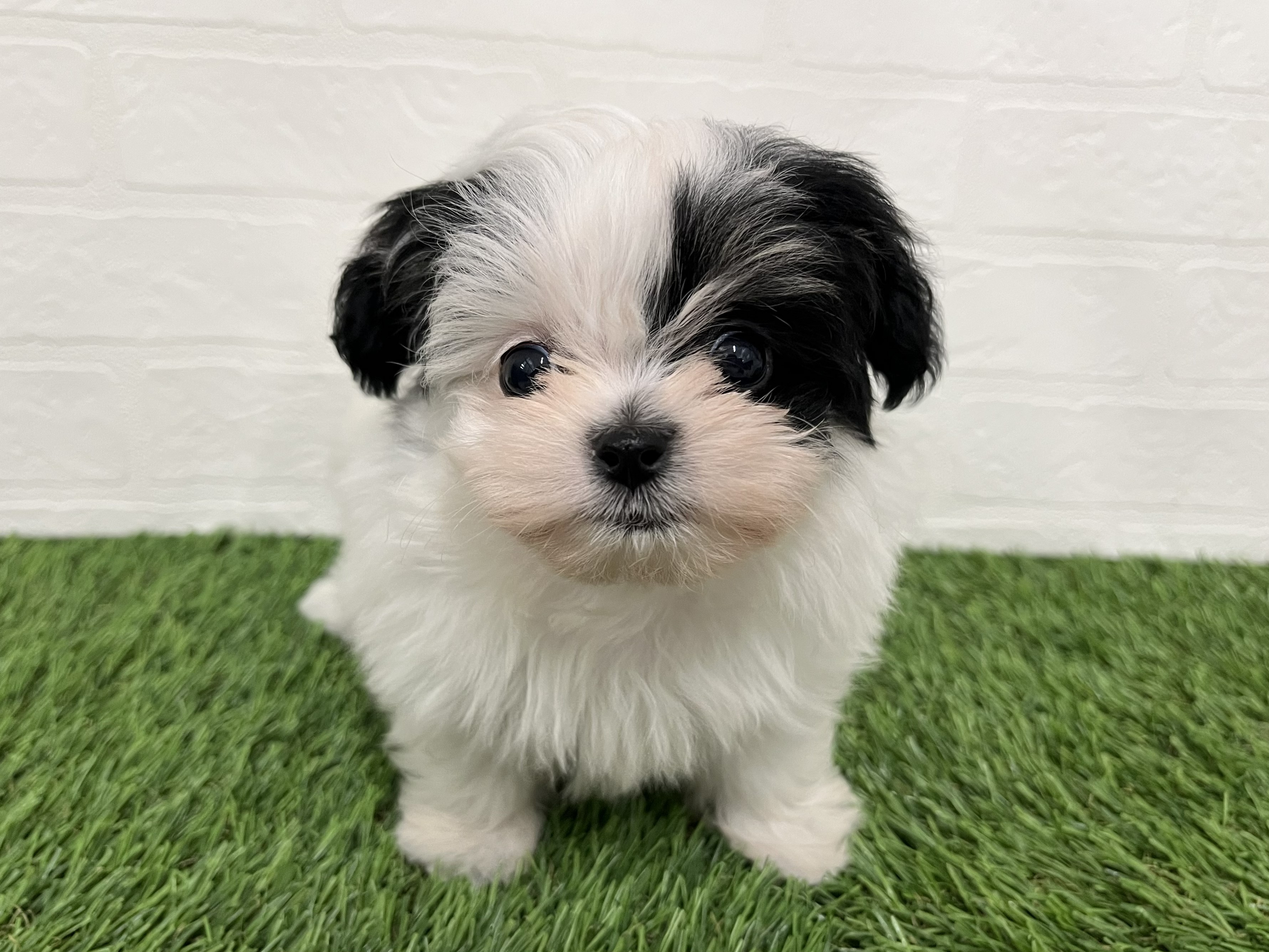 神奈川県のハーフ犬・ミックス犬 (ワンニャンハウス新山下店/2026年3月2日生まれ/女の子/ホワイトブラック)の子犬の1枚目の画像