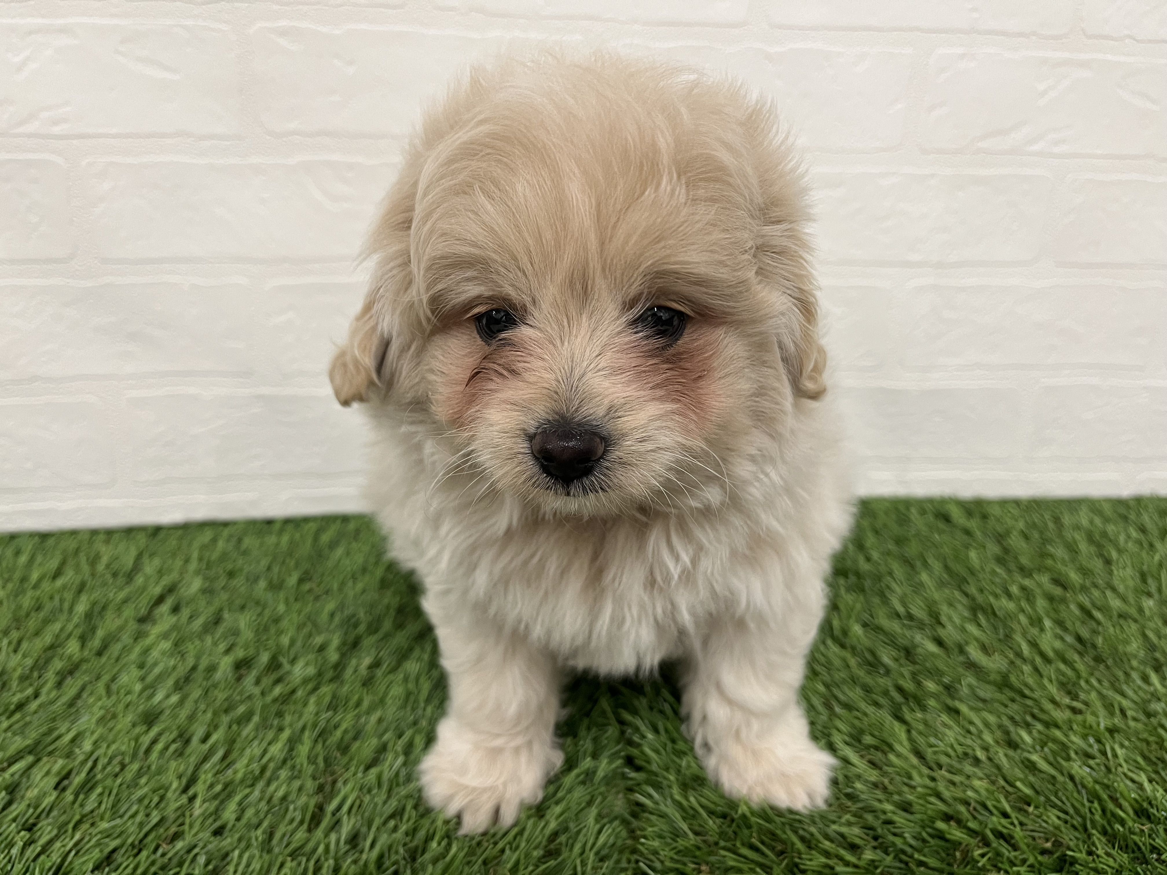 神奈川県のマルプー(マルチーズ×プードル) (ワンニャンハウス新山下店/2025年10月4日生まれ/男の子/ホワイトクリーム)の子犬の2枚目の画像