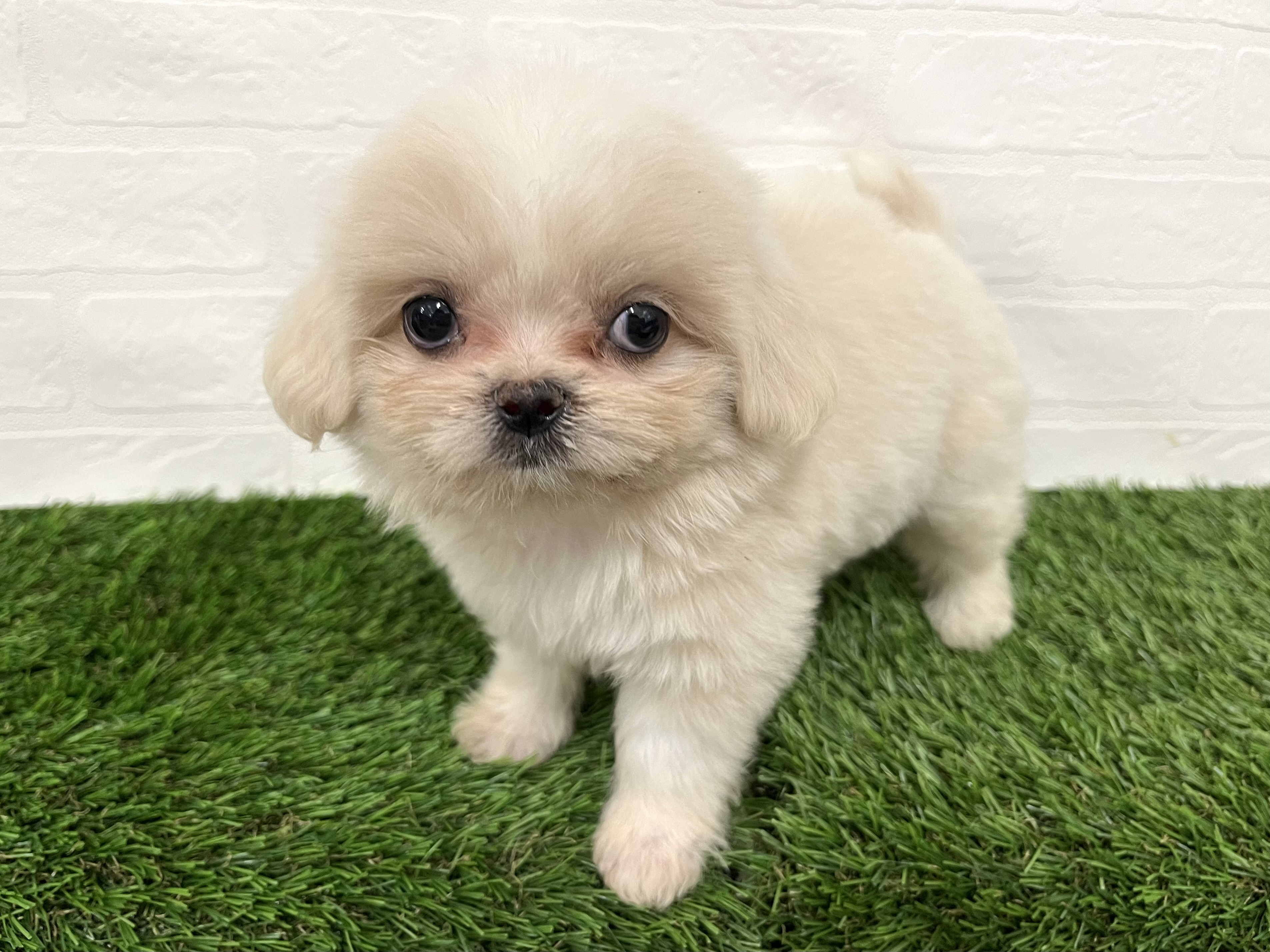 神奈川県のハーフ犬・ミックス犬 (ワンニャンハウス新山下店/2025年8月11日生まれ/女の子/ホワイト)の子犬の3枚目の画像