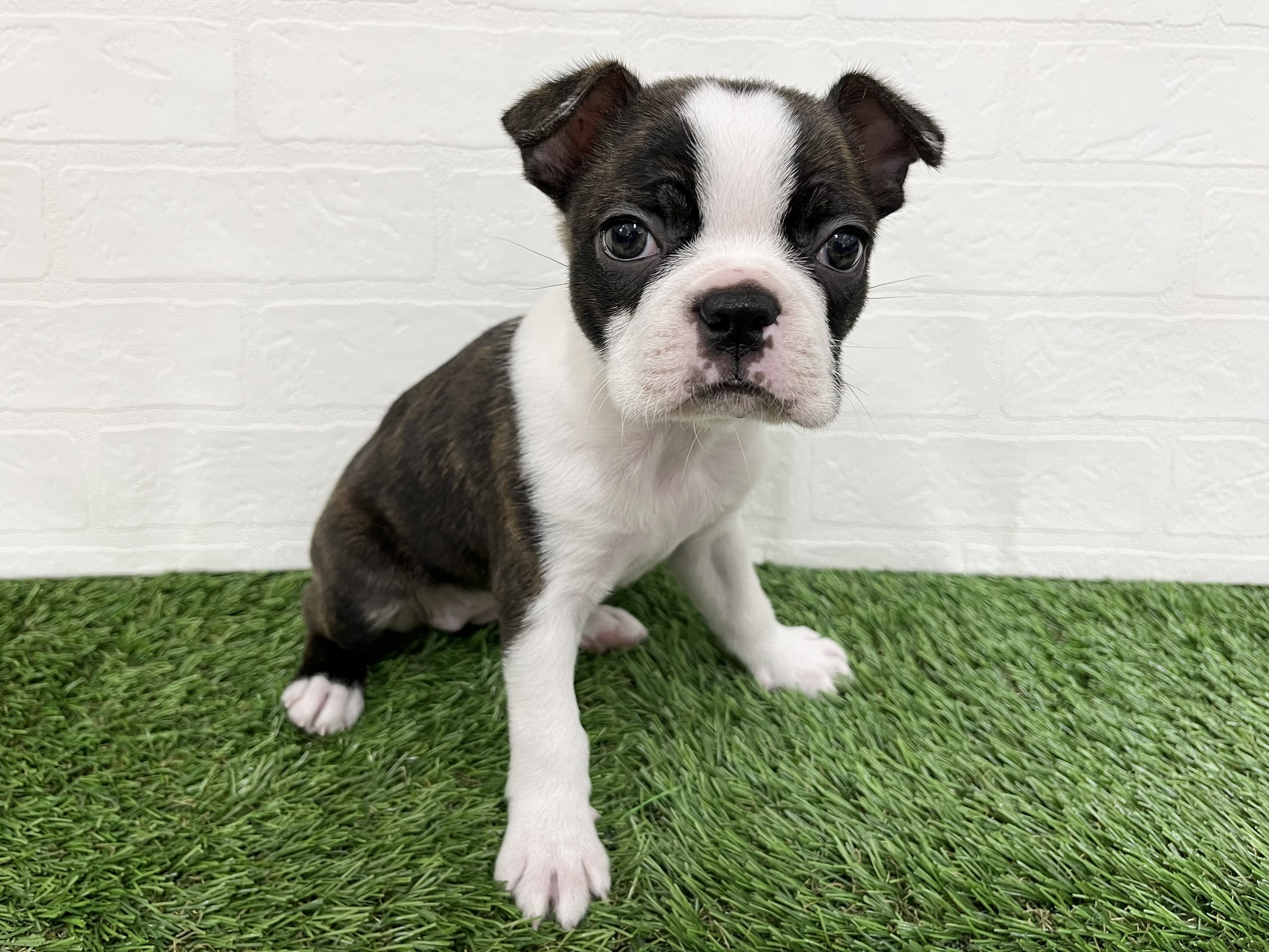 神奈川県のボストンテリア (ワンニャンハウス新山下店/2026年1月30日生まれ/女の子/ボストンカラー)の子犬の2枚目の画像