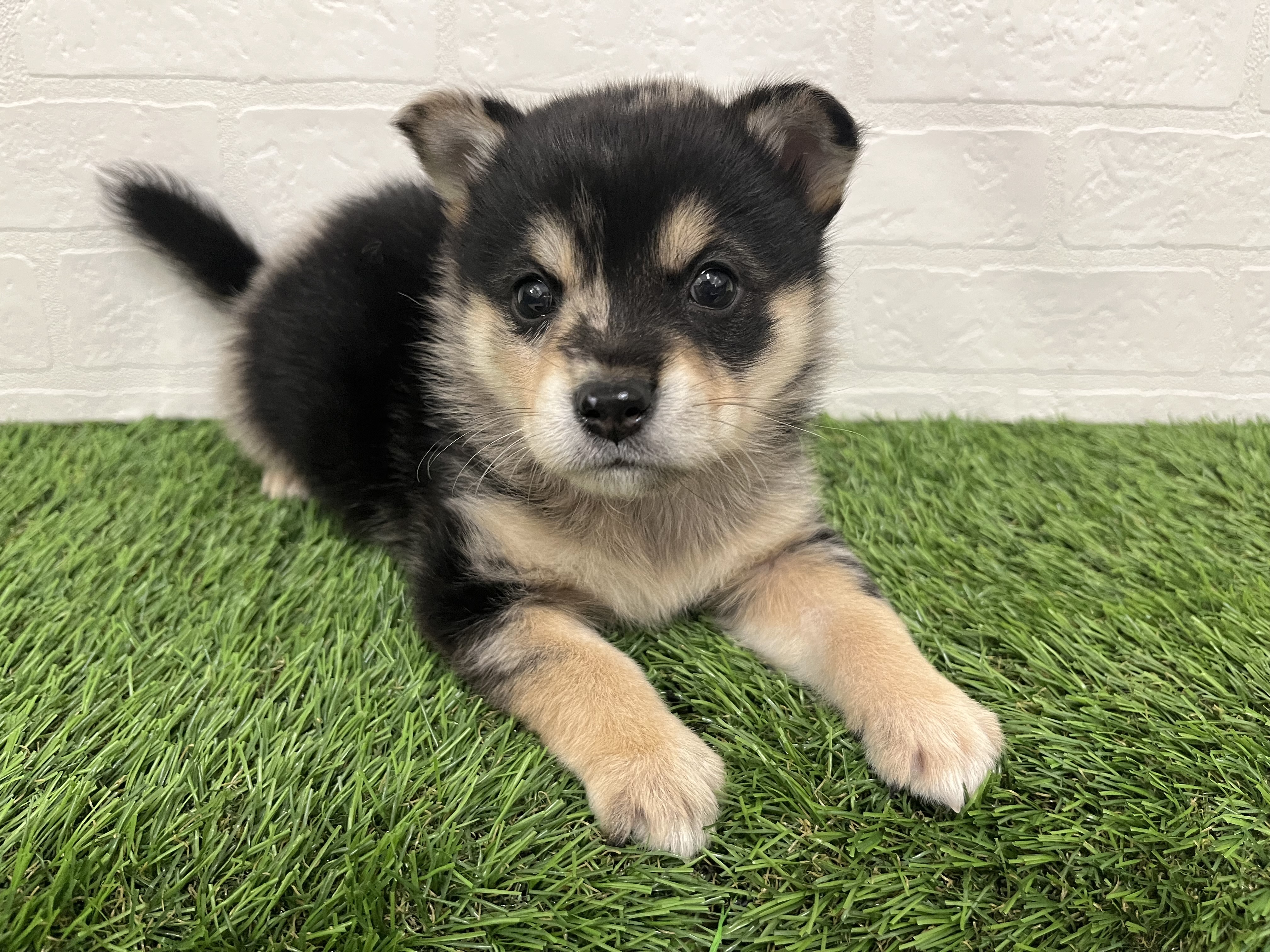 神奈川県のハーフ犬・ミックス犬 (ワンニャンハウス新山下店/2025年10月18日生まれ/男の子/ブルーマール)の子犬の2枚目の画像