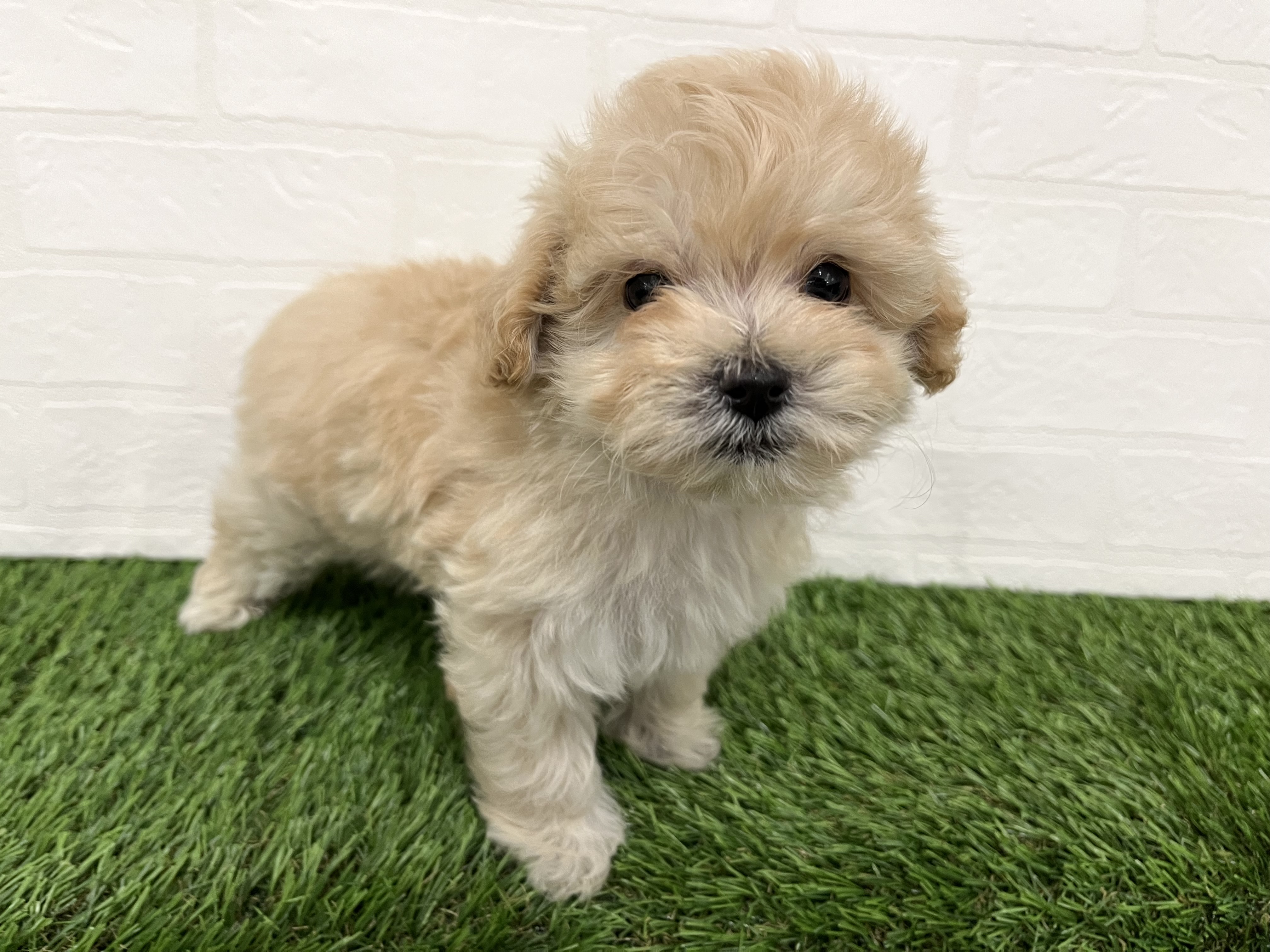 神奈川県のハーフ犬・ミックス犬 (ワンニャンハウス新山下店/2025年10月28日生まれ/男の子/アプリコット)の子犬の2枚目の画像