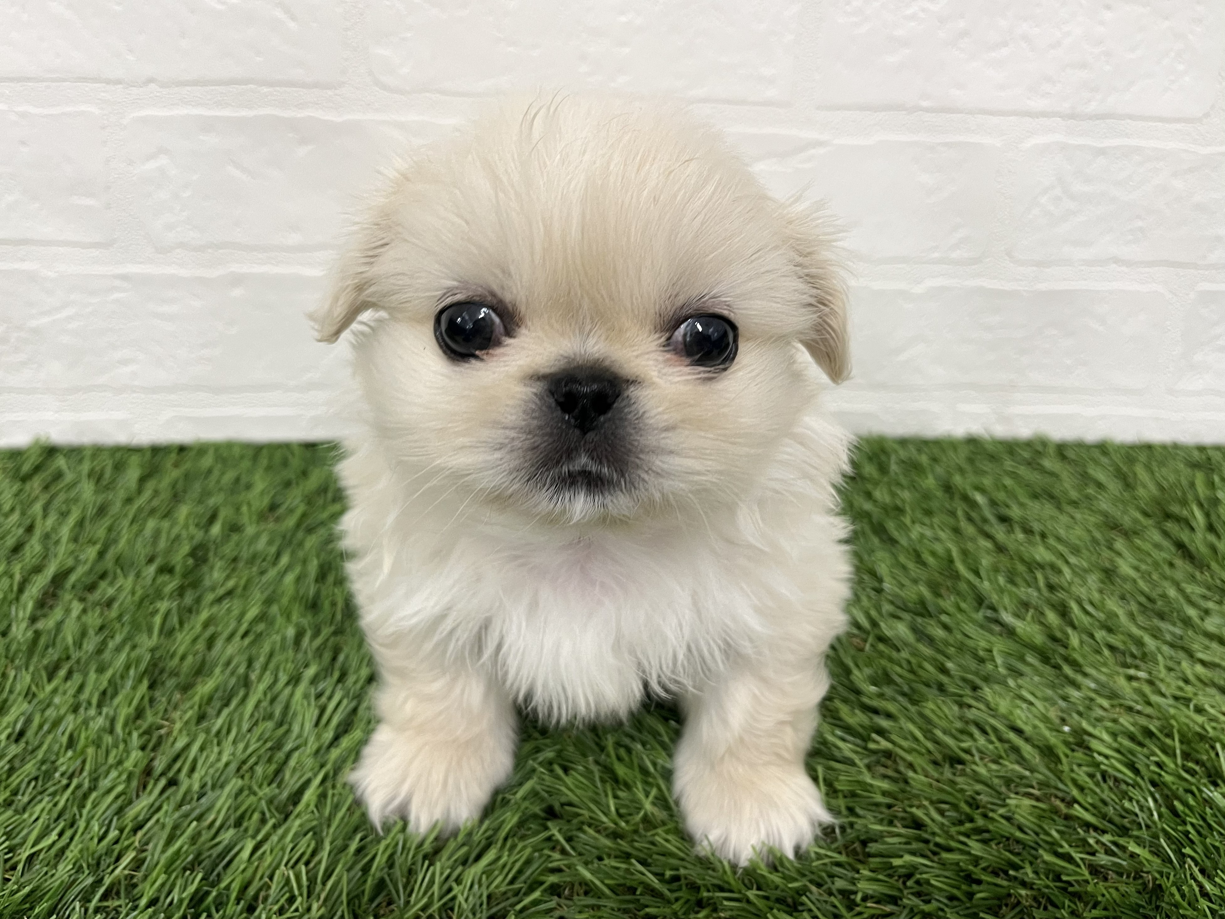 神奈川県のペキニーズ (ワンニャンハウス新山下店/2025年12月15日生まれ/女の子/ホワイト)の子犬の3枚目の画像