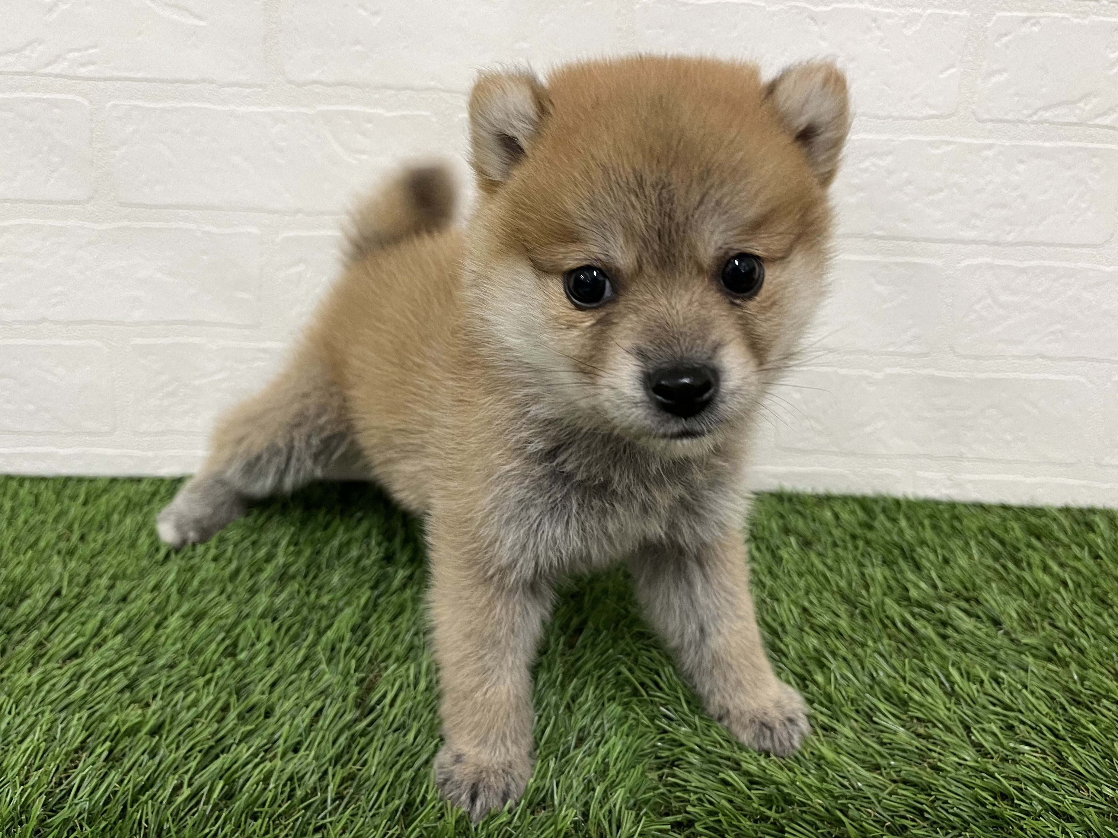 神奈川県のハーフ犬・ミックス犬 (ワンニャンハウス新山下店/2025年10月11日生まれ/女の子/赤)の子犬の4枚目の画像