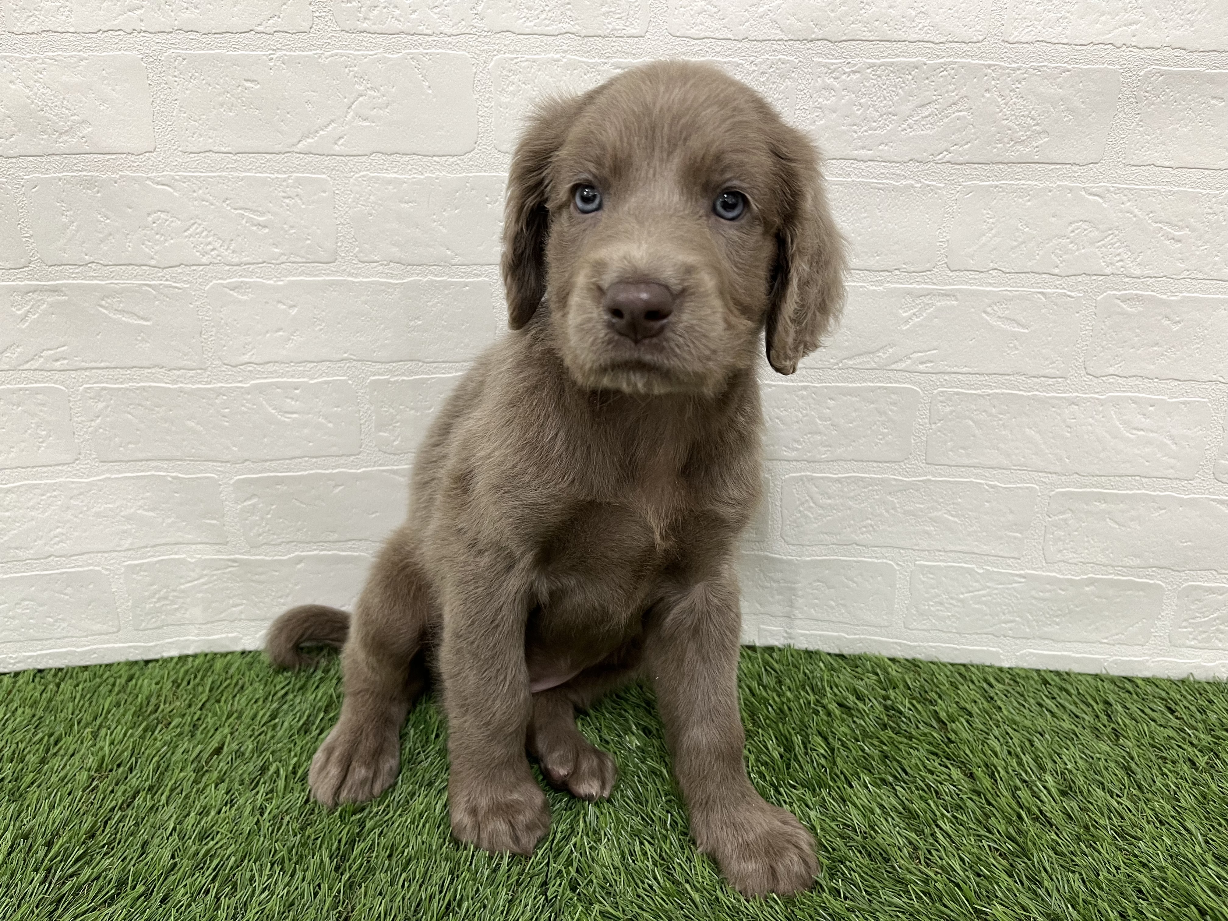 神奈川県のワイマラナー (ワンニャンハウス新山下店/2025年9月26日生まれ/女の子/グレー)の子犬の2枚目の画像
