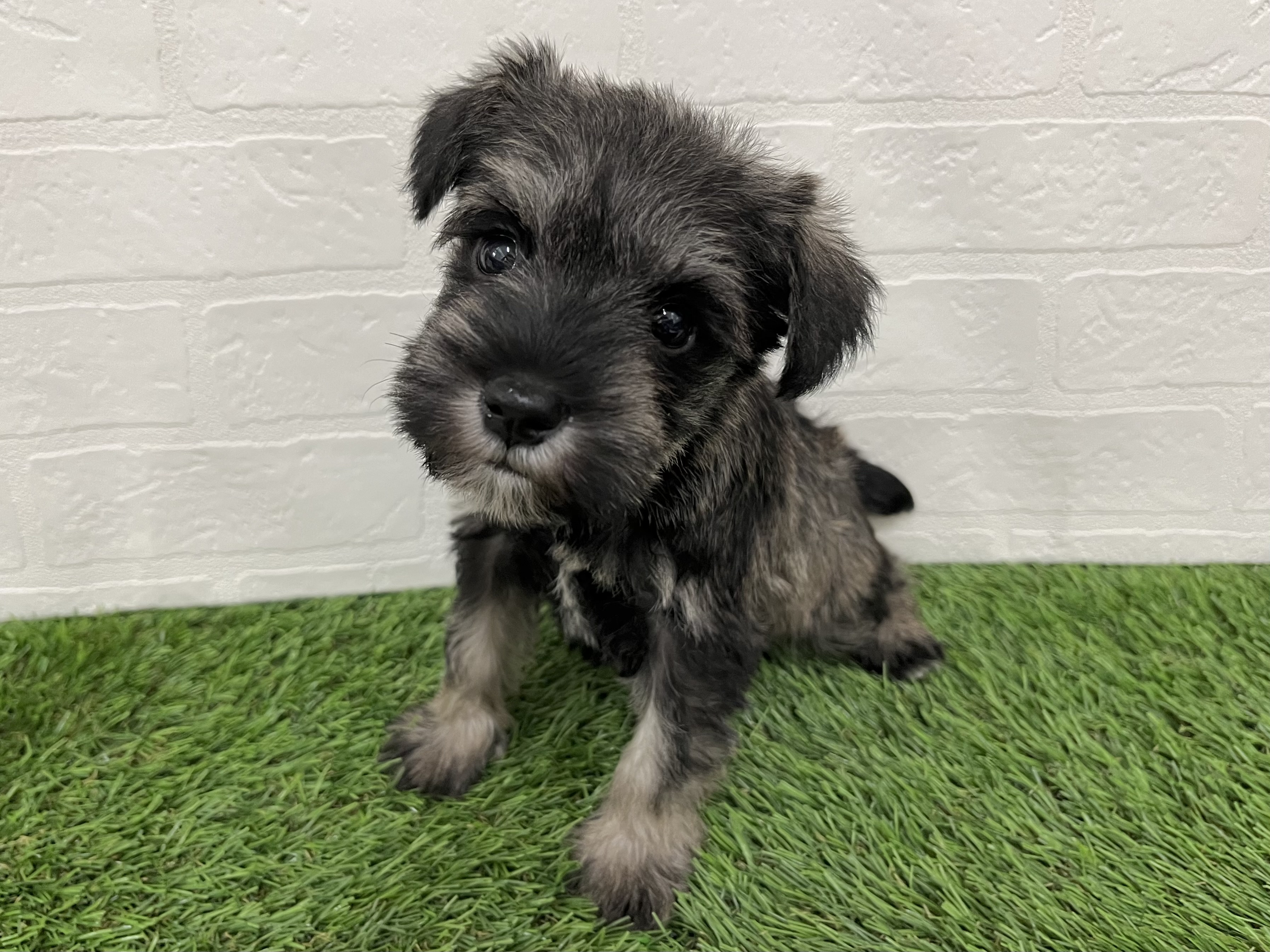 神奈川県のミニチュアシュナウザー (ワンニャンハウス新山下店/2025年9月23日生まれ/女の子/ソルトペッパー)の子犬の3枚目の画像