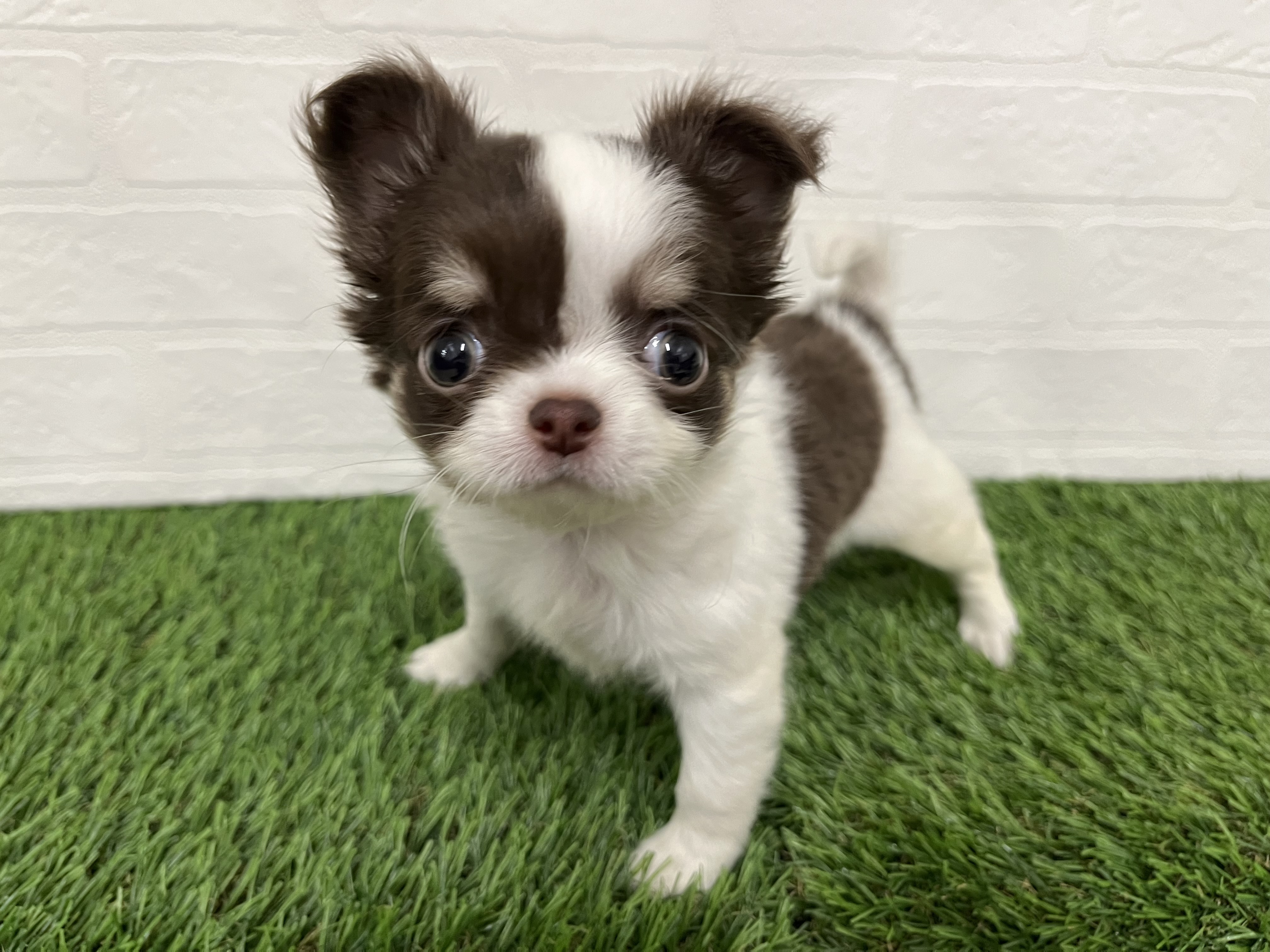 神奈川県のチワワ(ロング) (ワンニャンハウス新山下店/2025年10月20日生まれ/女の子/チョコレートタンホワイト)の子犬の2枚目の画像