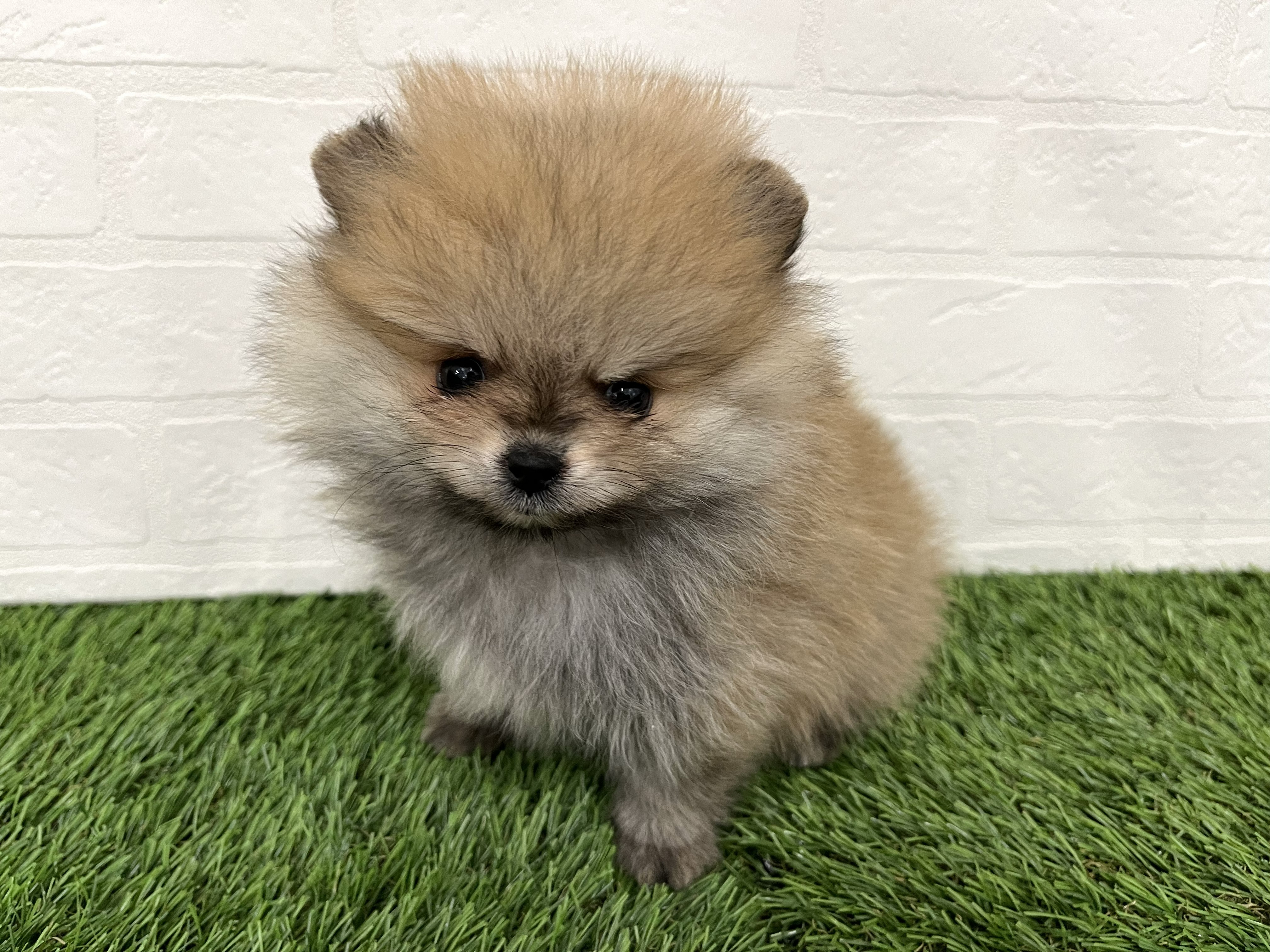 神奈川県のポメラニアン (ワンニャンハウス新山下店/2025年12月30日生まれ/女の子/オレンジ)の子犬の2枚目の画像