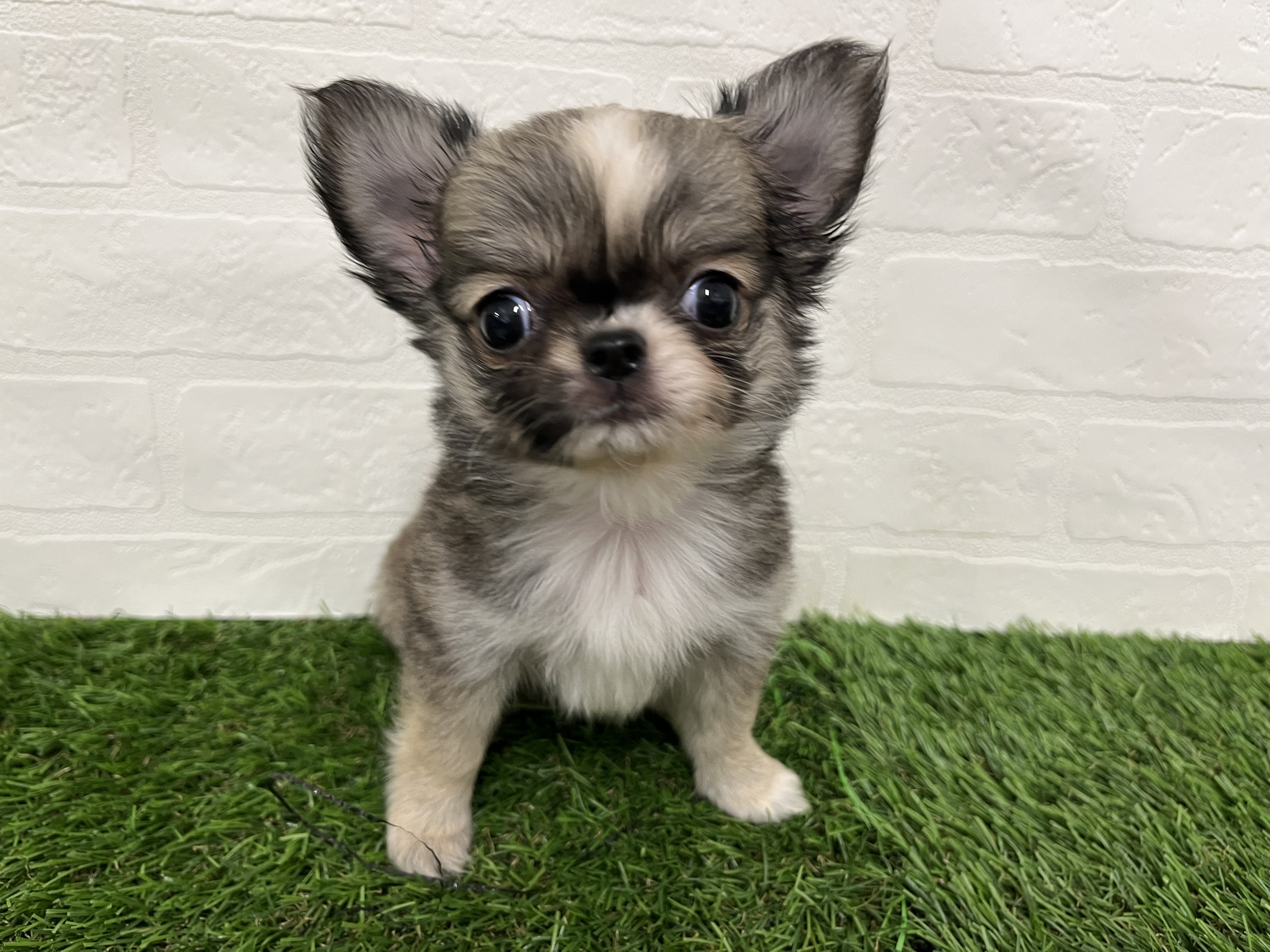 神奈川県のチワワ(ロング) (ワンニャンハウス新山下店/2025年8月31日生まれ/女の子/レッドホワイト)の子犬の1枚目の画像