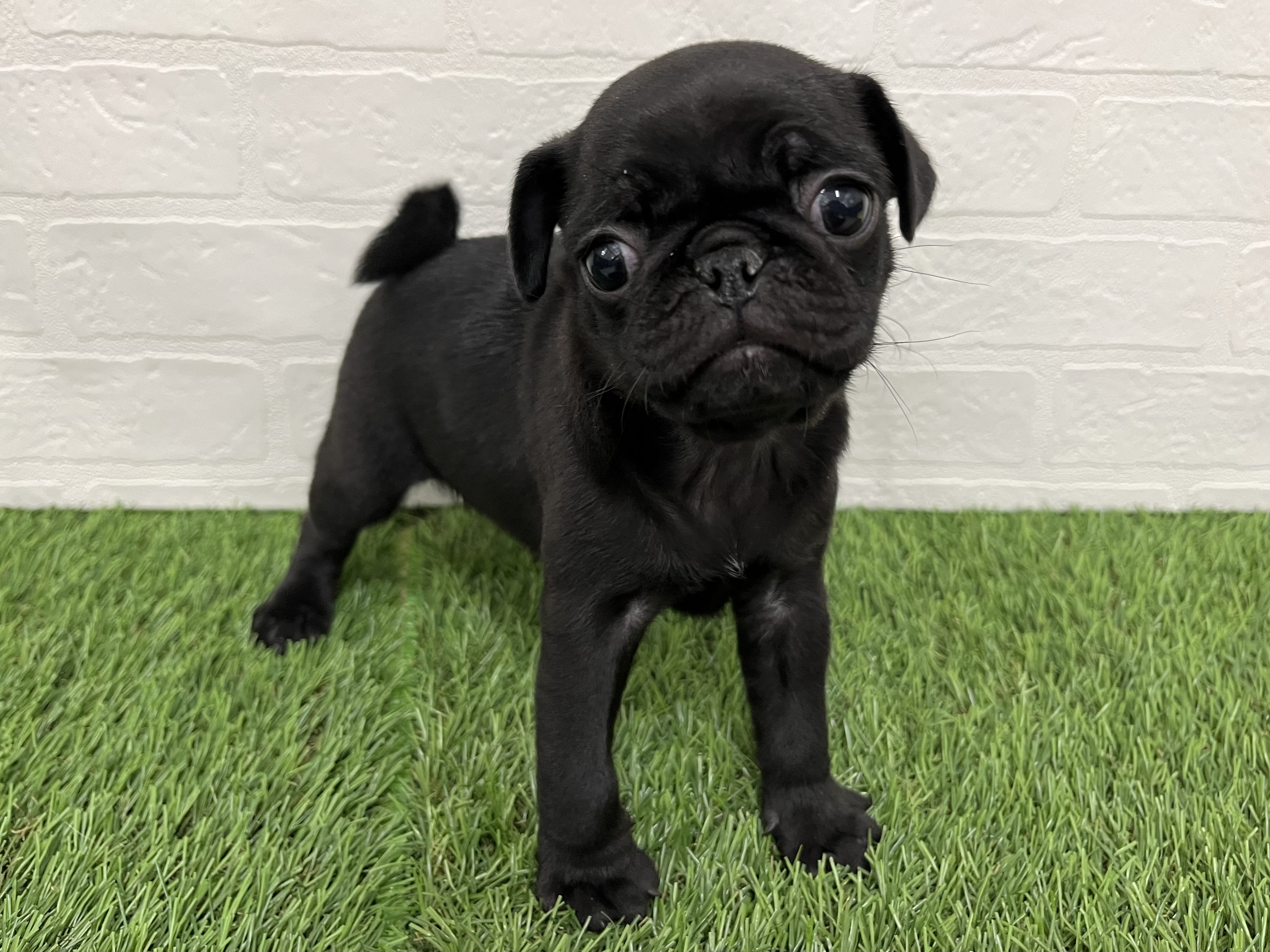 神奈川県のパグ (ワンニャンハウス新山下店/2025年10月14日生まれ/女の子/ブラック)の子犬の2枚目の画像