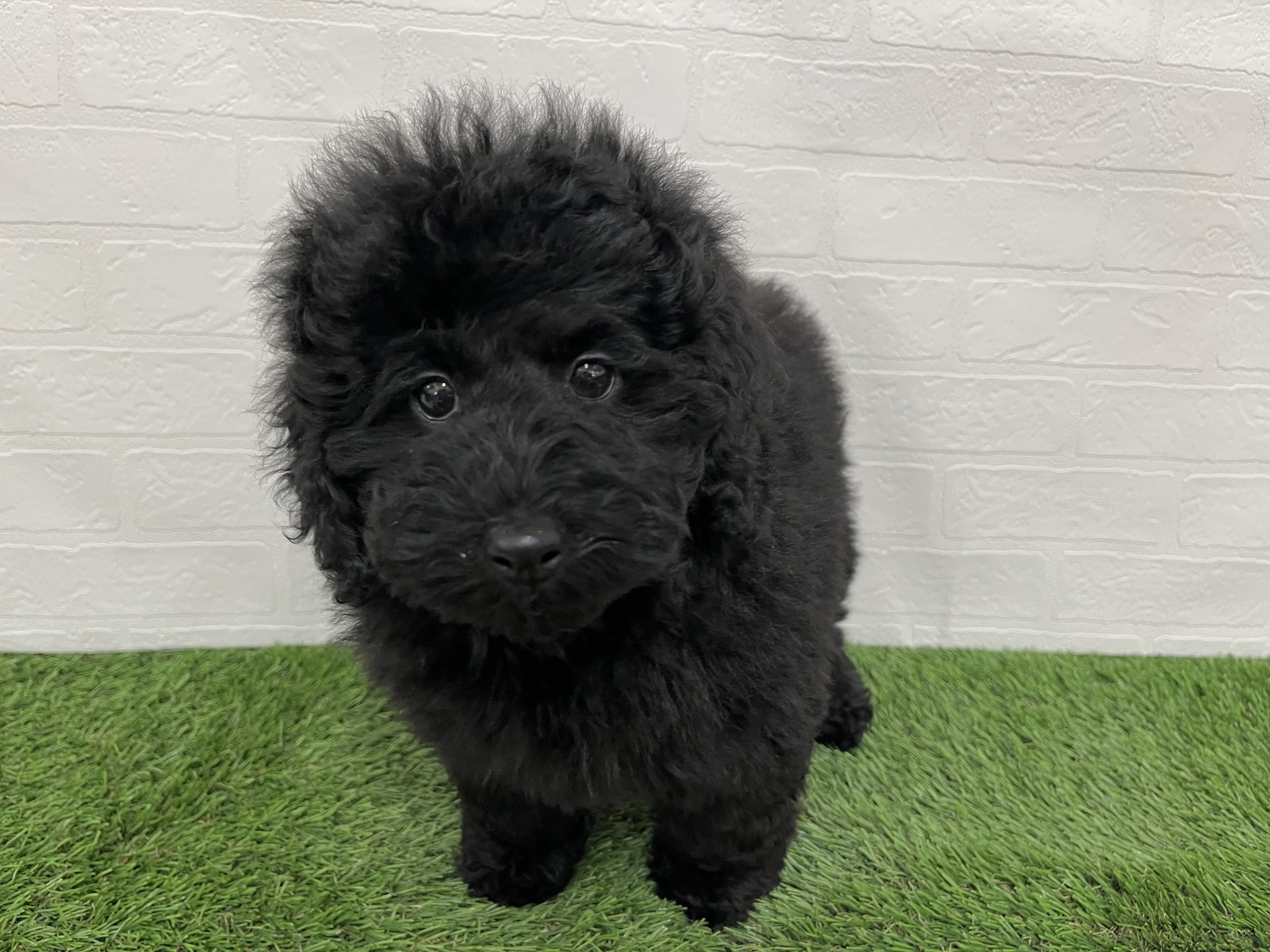 神奈川県のプードル（ミディアム） (ワンニャンハウス新山下店/2025年9月14日生まれ/男の子/ブラック)の子犬の1枚目の画像