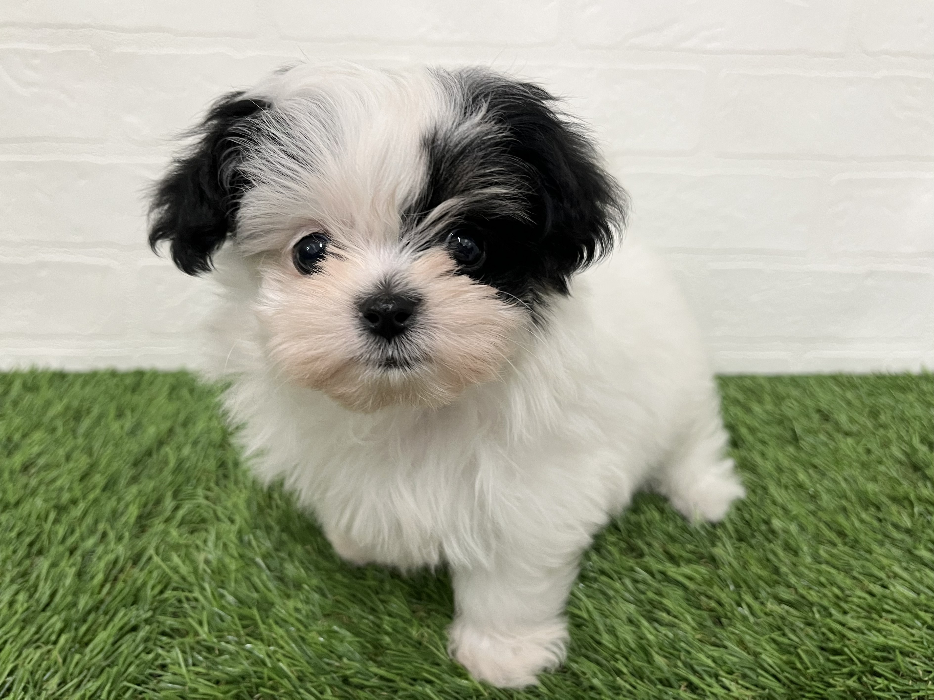 神奈川県のハーフ犬・ミックス犬 (ワンニャンハウス新山下店/2026年3月2日生まれ/女の子/ホワイトブラック)の子犬の4枚目の画像