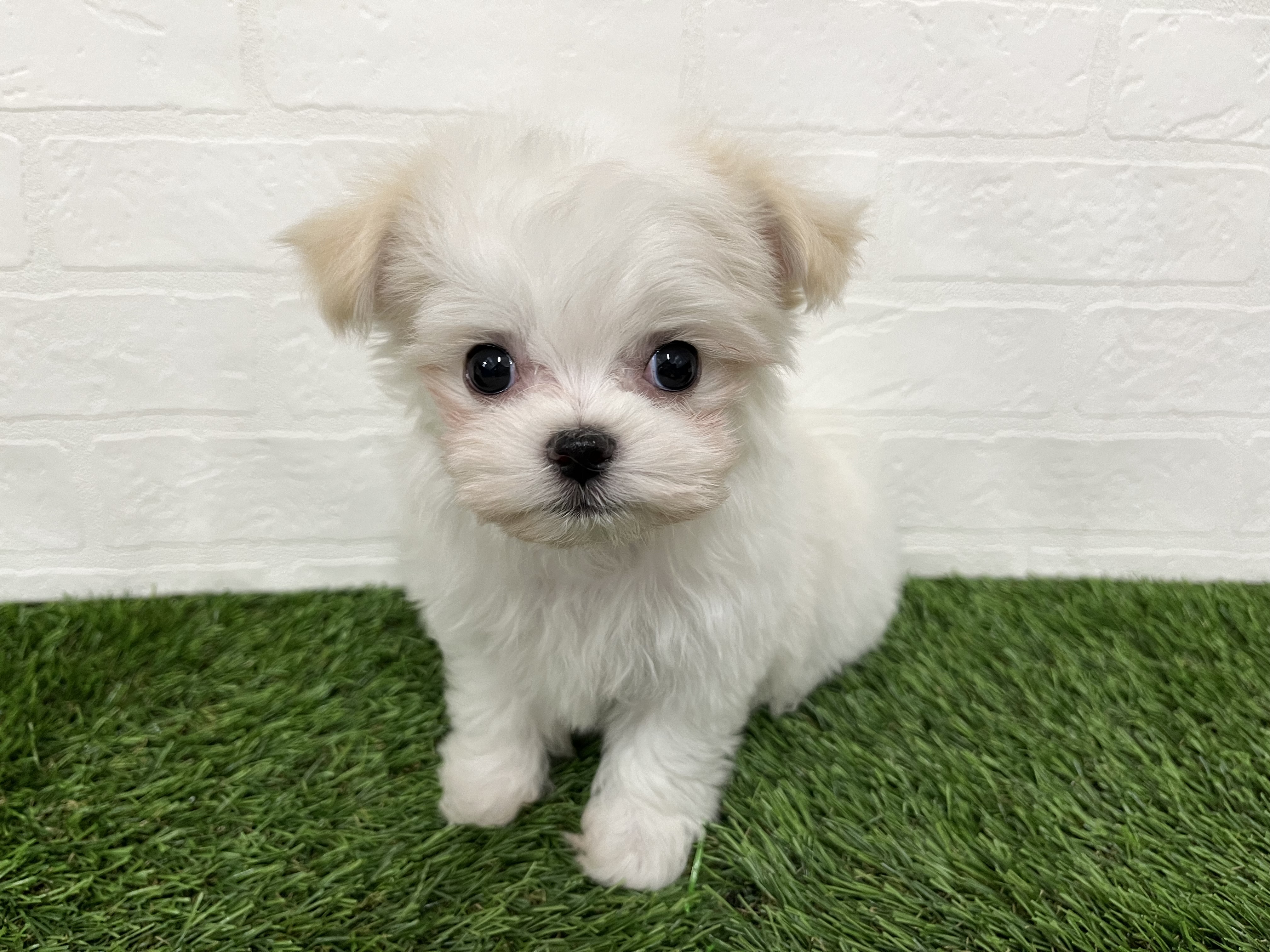 神奈川県のチワマル/マルチワ(チワワ×マルチーズ) (ワンニャンハウス新山下店/2025年9月22日生まれ/男の子/ホワイトクリーム)の子犬の1枚目の画像