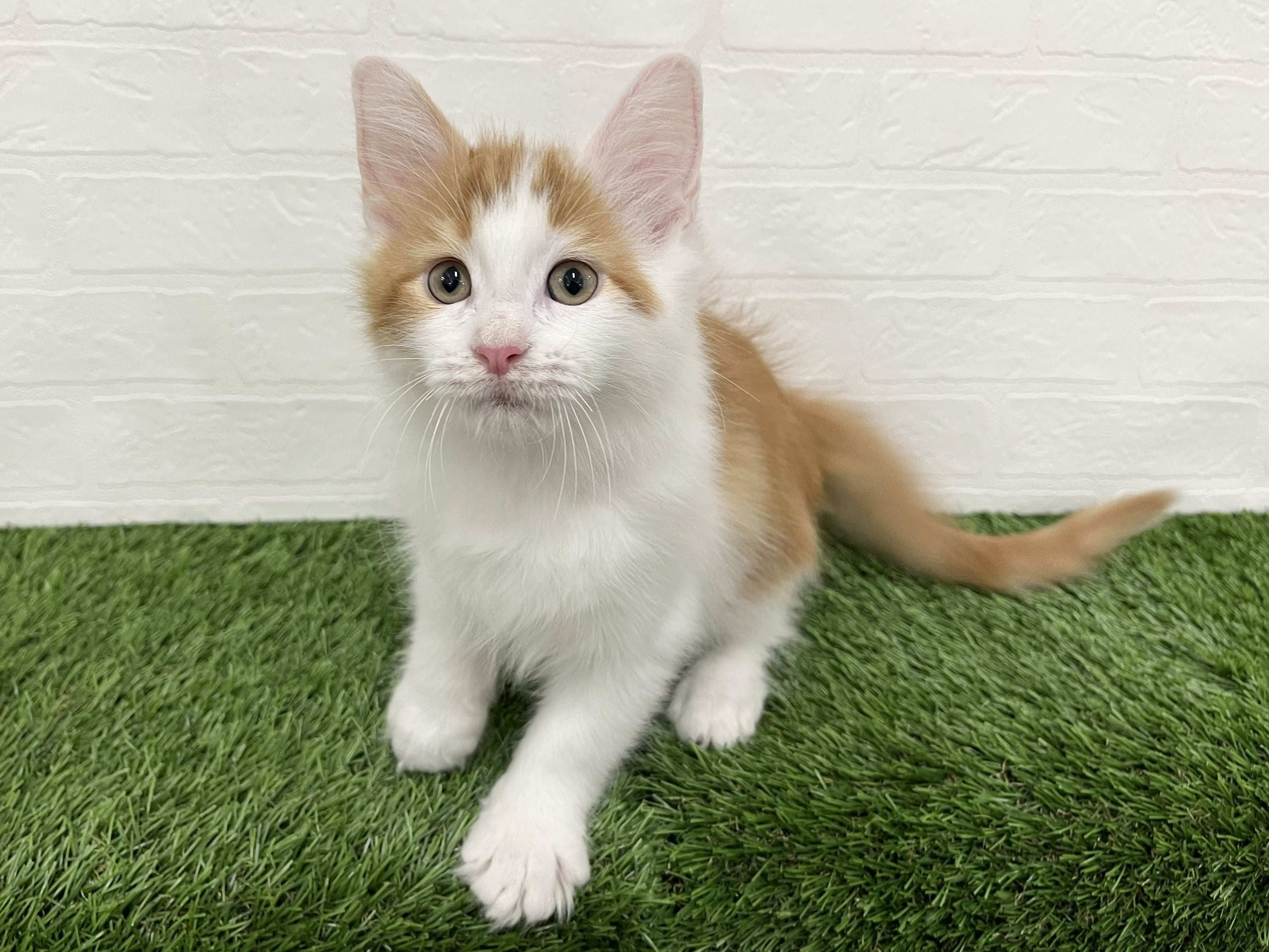 神奈川県のメインクーン (ワンニャンハウス新山下店/2026年1月20日生まれ/男の子/レッドタビーホワイト)の子猫の3枚目の画像