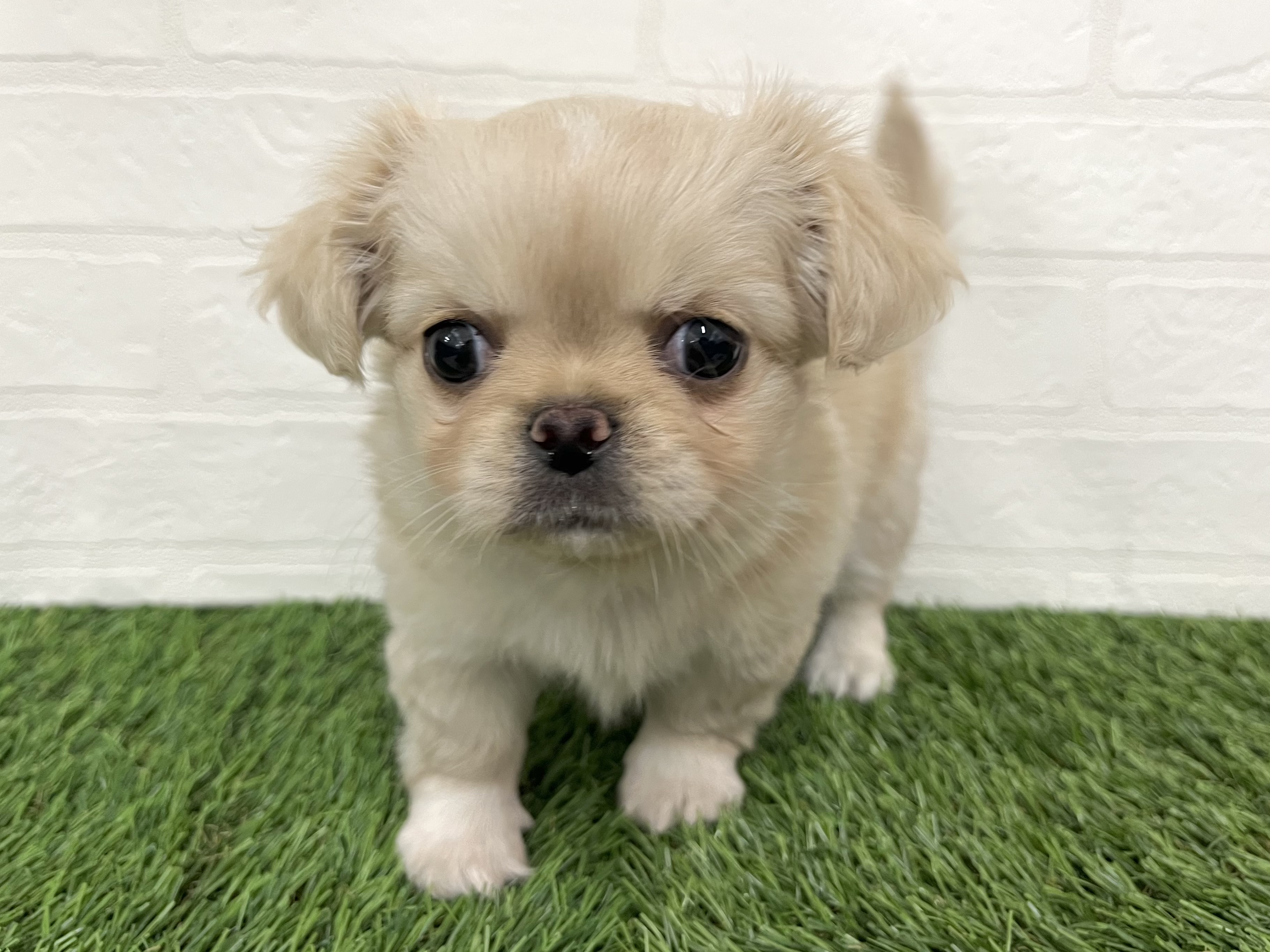 神奈川県のチワペキ/ペキチー/ペキチワ(チワワ×ペキニーズ) (ワンニャンハウス新山下店/2025年11月22日生まれ/女の子/クリームホワイト)の子犬