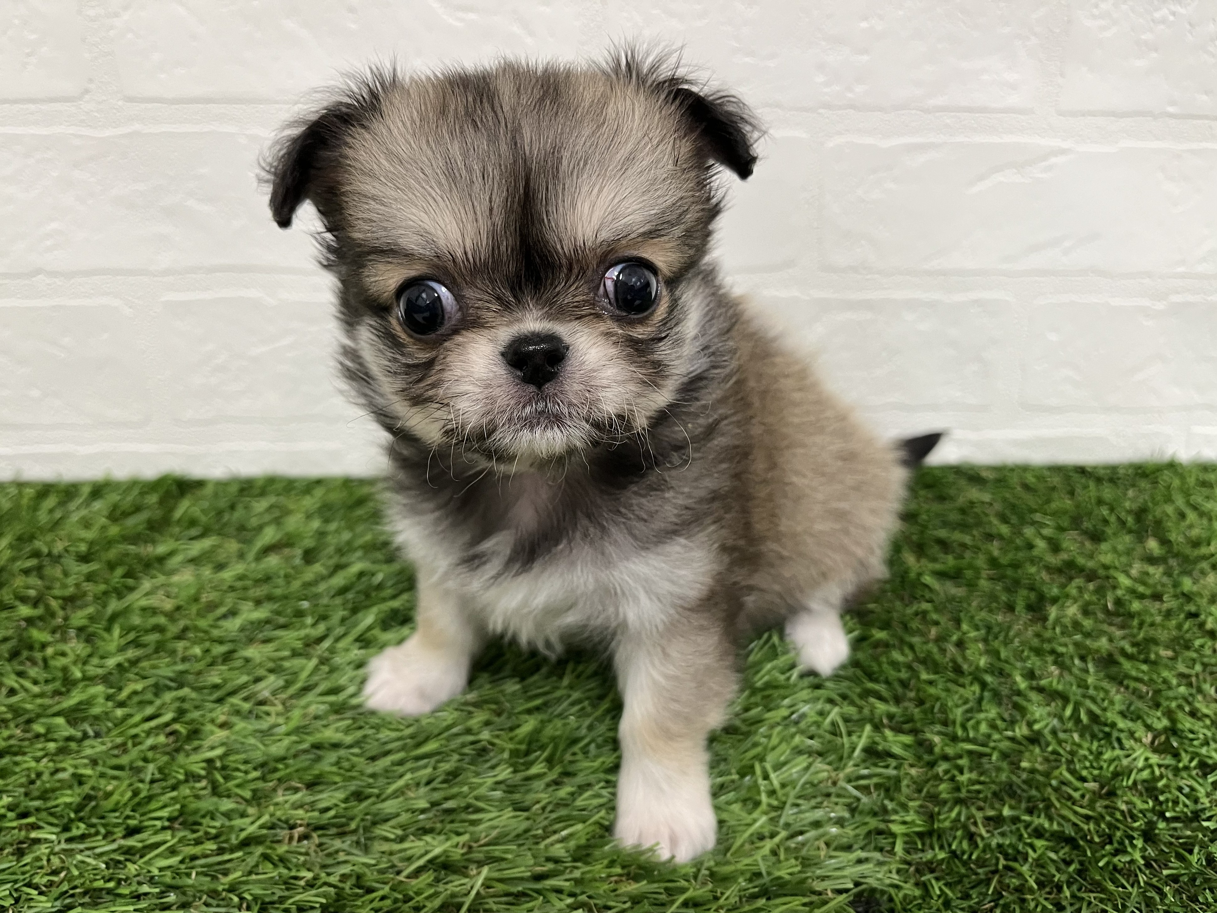 神奈川県のチワペキ/ペキチー/ペキチワ(チワワ×ペキニーズ) (ワンニャンハウス新山下店/2026年1月24日生まれ/女の子/フォーン)の子犬の3枚目の画像