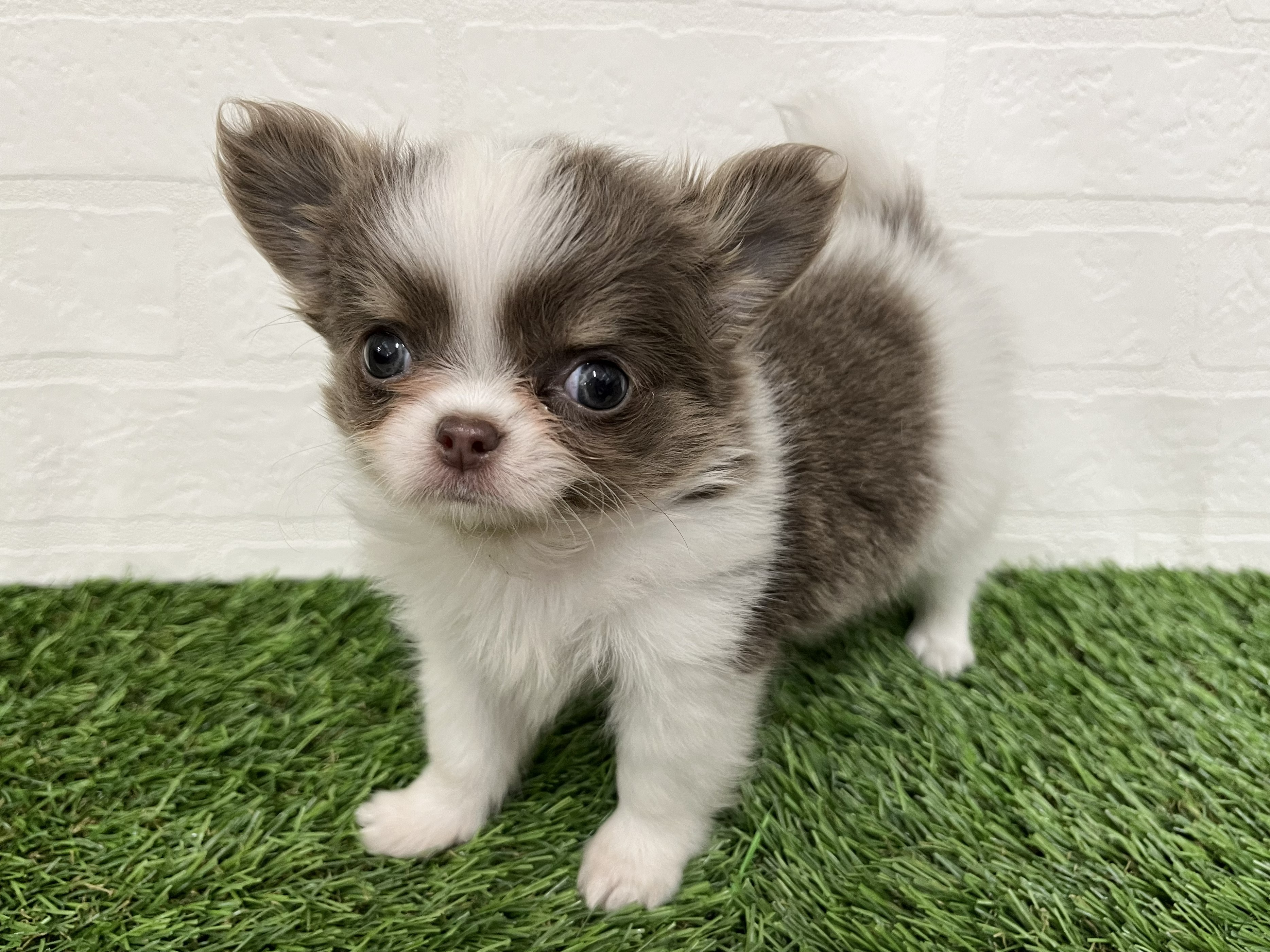 神奈川県のチワワ(ロング) (ワンニャンハウス新山下店/2026年1月31日生まれ/女の子/ホワイト&イザベラタン)の子犬の3枚目の画像