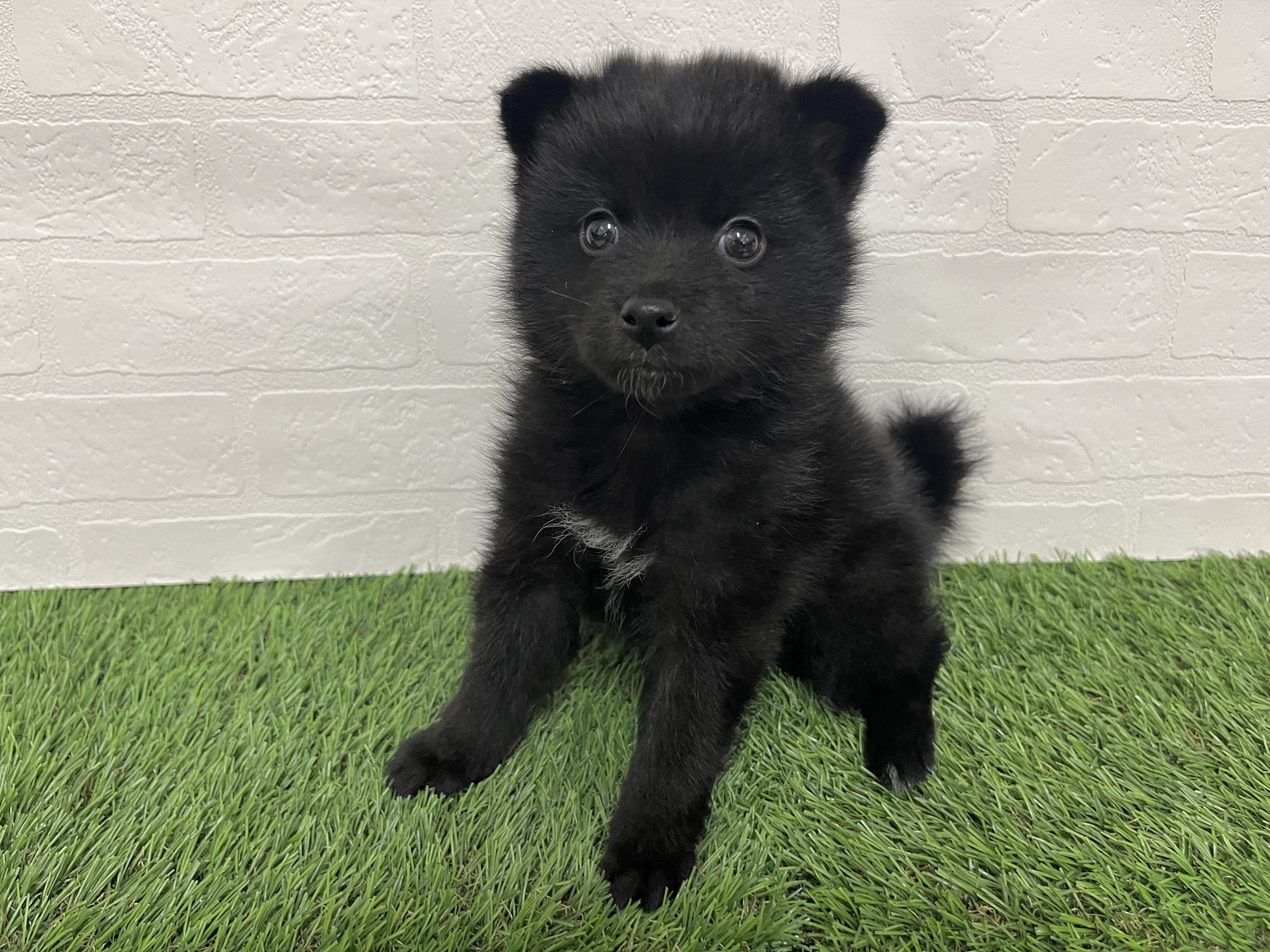 神奈川県のポメ柴/豆ポメ/ポメ豆柴(ポメラニアン×柴犬) (ワンニャンハウス新山下店/2025年9月12日生まれ/男の子/黒)の子犬の3枚目の画像