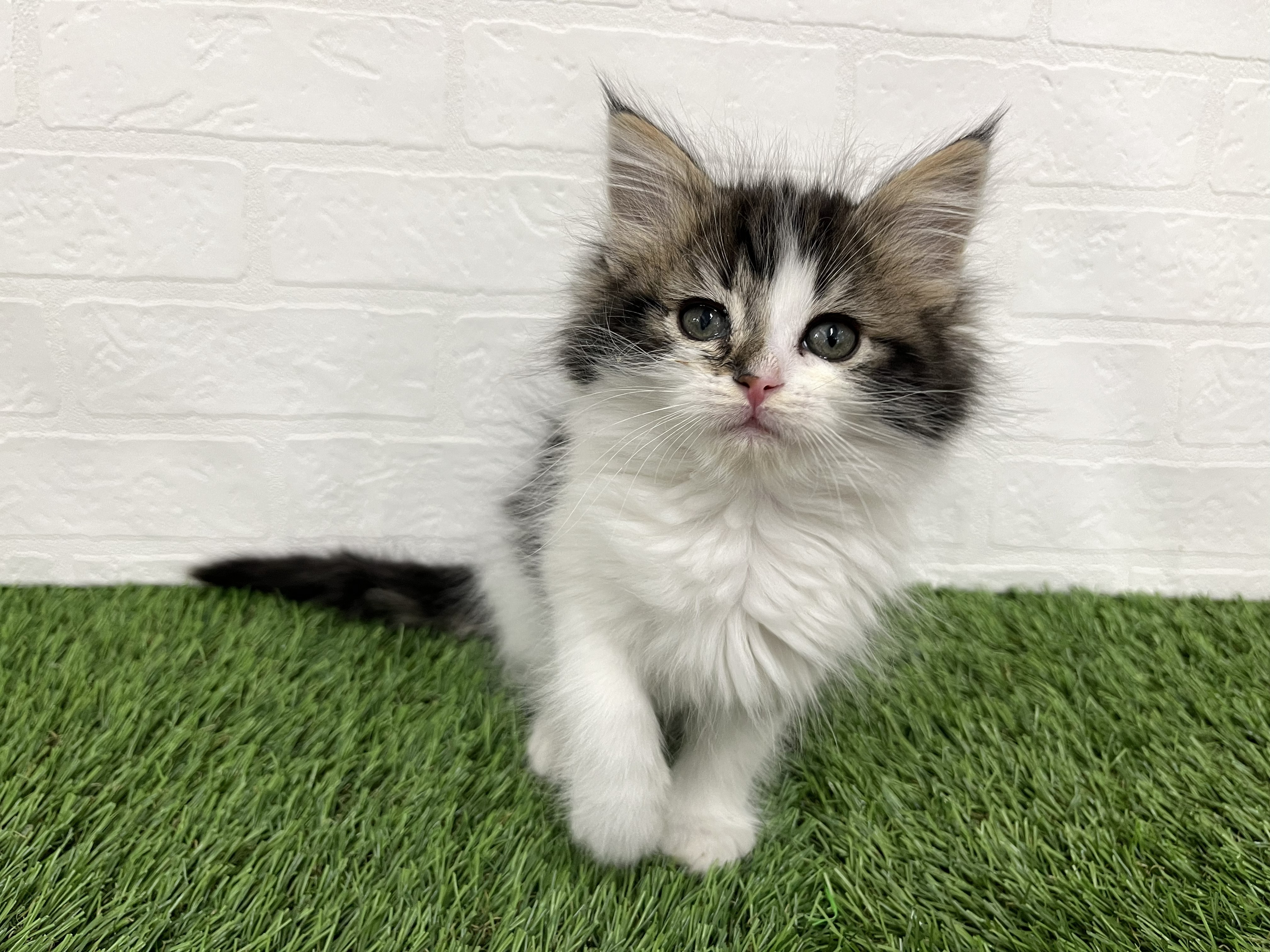 神奈川県のノルウェージャンフォレストキャット (ワンニャンハウス新山下店/2025年11月30日生まれ/女の子/ブラックタビーホワイト)の子猫の4枚目の画像