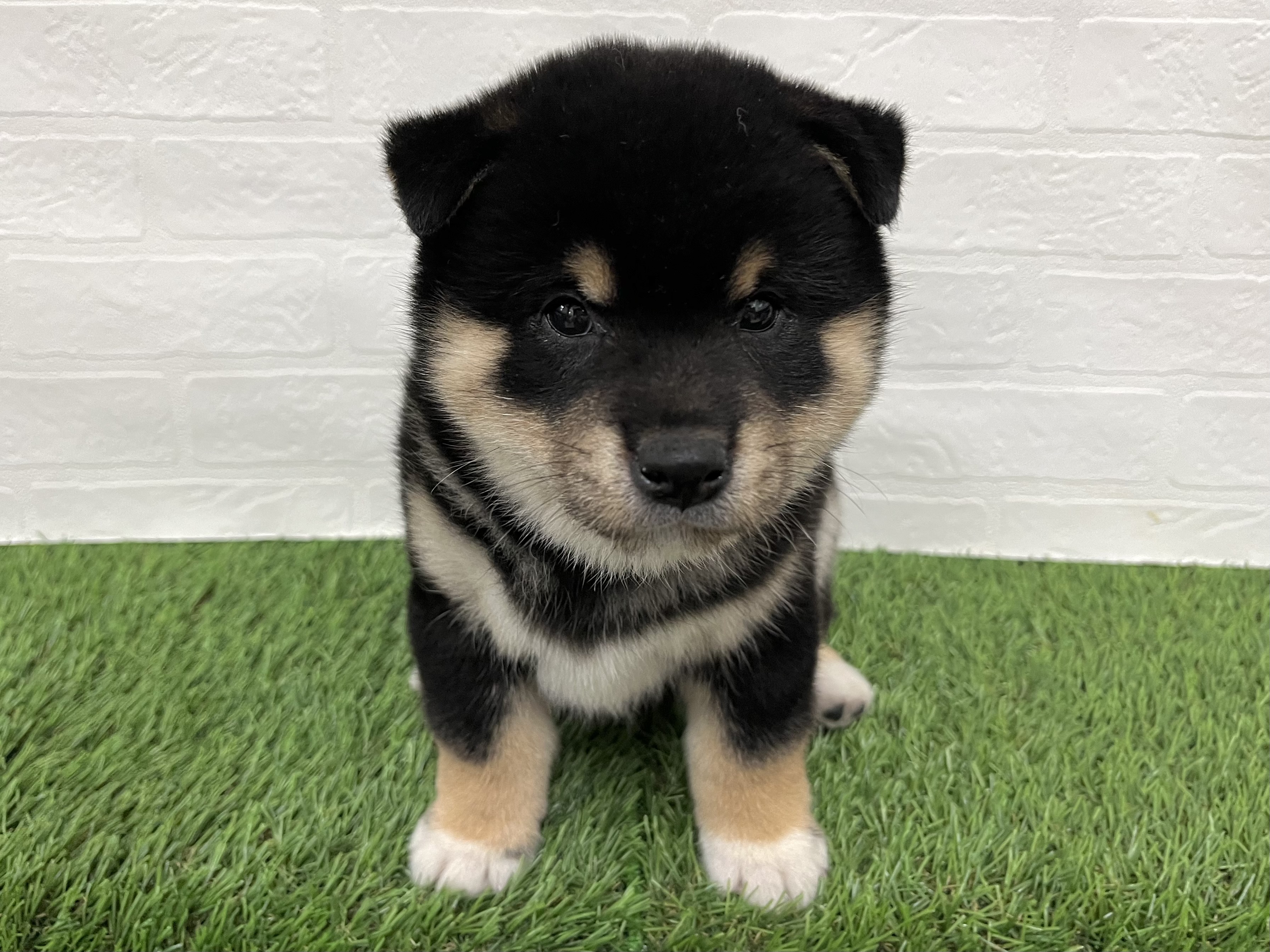 神奈川県の柴犬(標準サイズ) (ワンニャンハウス新山下店/2025年9月9日生まれ/男の子/黒)の子犬の1枚目の画像