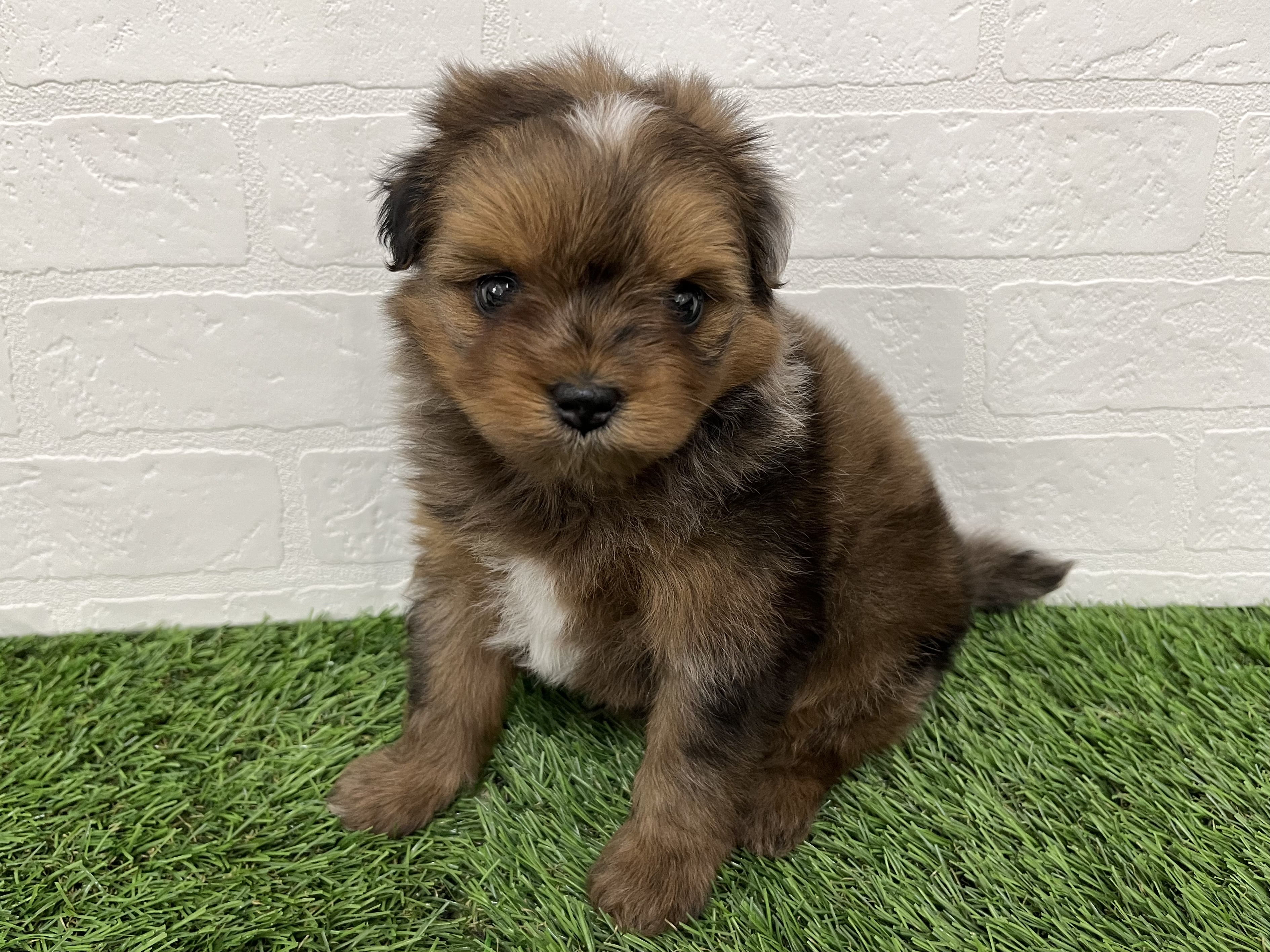 神奈川県のポメチワ/チワポメ/ポメチー(ポメラニアン×チワワ) (ワンニャンハウス新山下店/2025年9月23日生まれ/男の子/チョコレートマール)の子犬の2枚目の画像