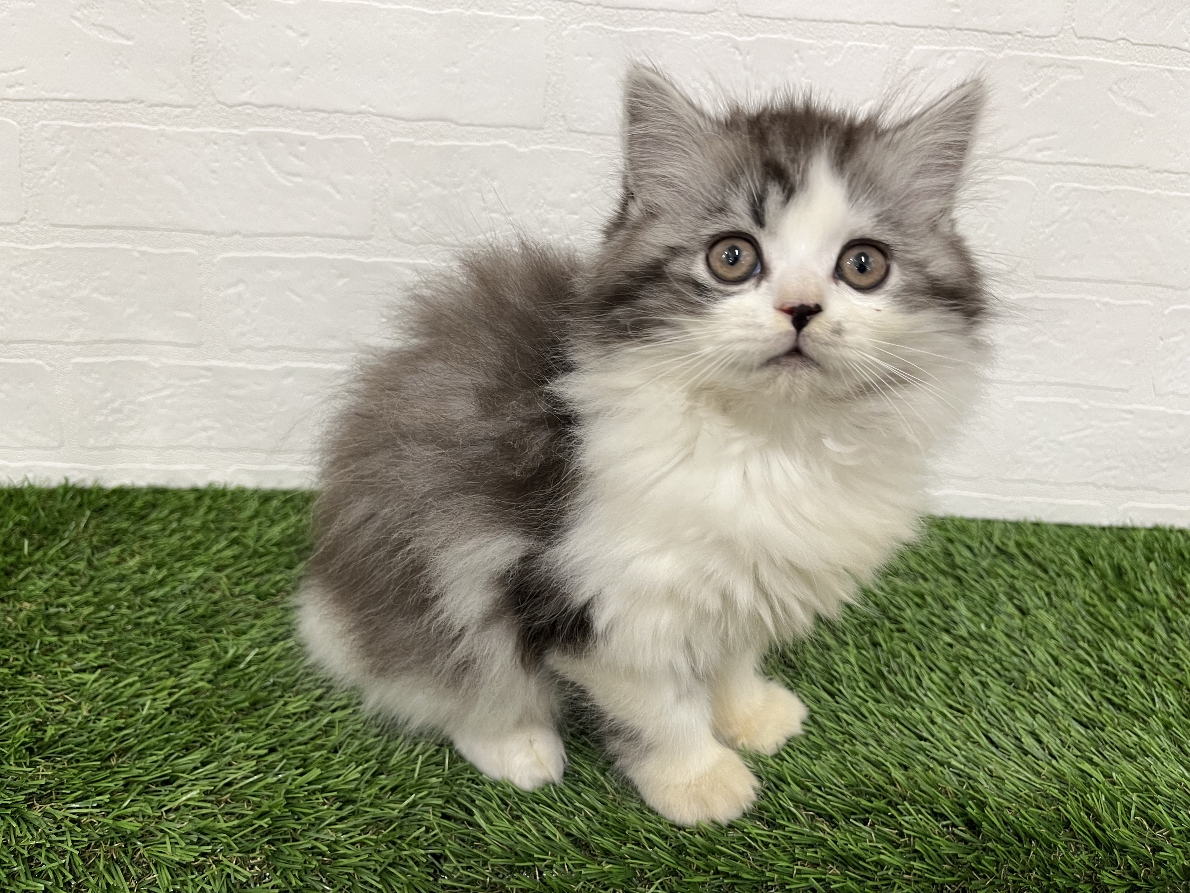 神奈川県のノルウェージャンフォレストキャット (ワンニャンハウス新山下店/2025年9月17日生まれ/男の子/ブルータビーホワイト)の子猫の3枚目の画像