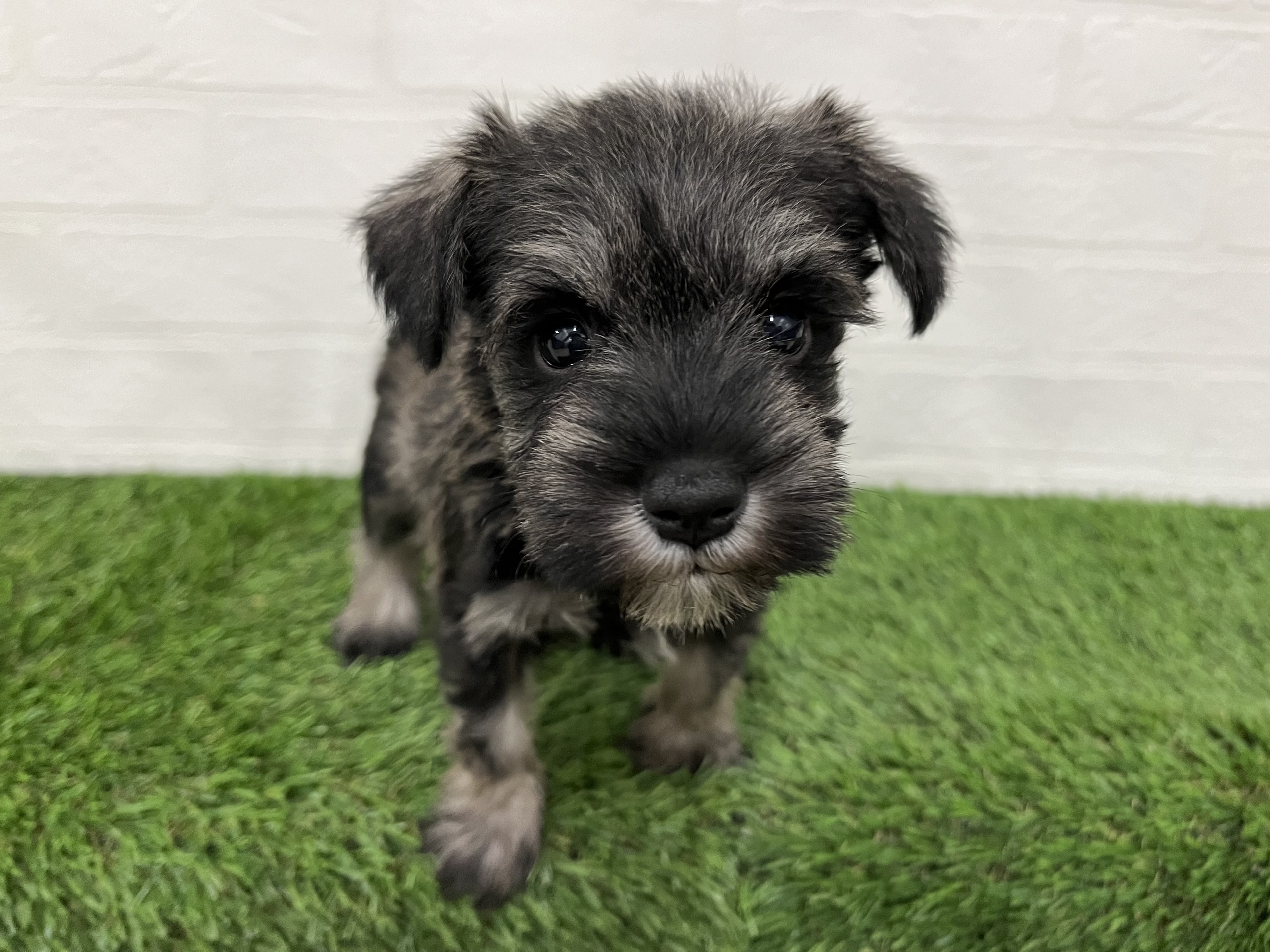 神奈川県のミニチュアシュナウザー (ワンニャンハウス新山下店/2025年9月23日生まれ/女の子/ソルトペッパー)の子犬の1枚目の画像