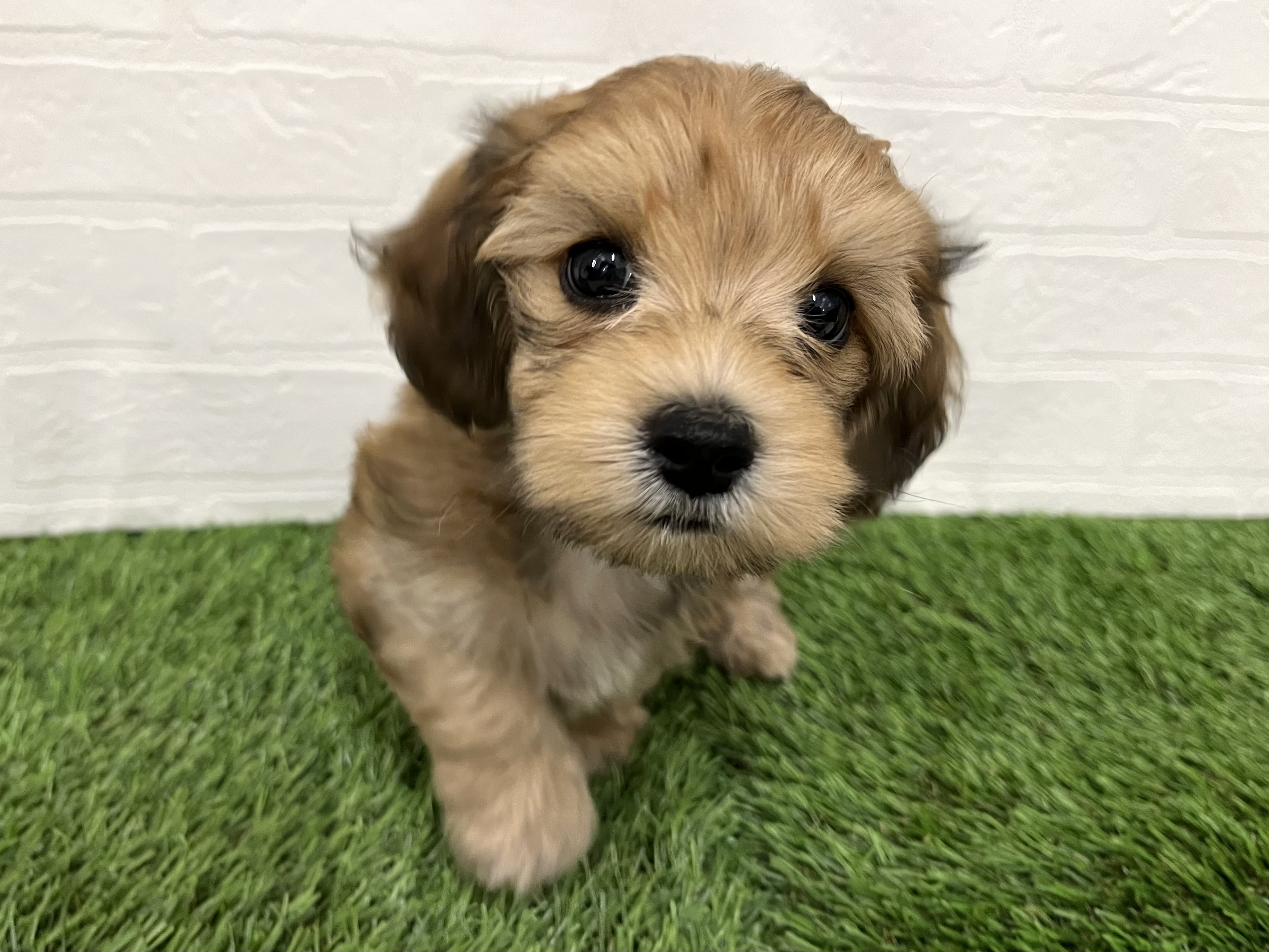 神奈川県のマルックス(マルチーズ×ダックス) (ワンニャンハウス新山下店/2025年9月15日生まれ/男の子/シェーデットイエロー)の子犬の2枚目の画像