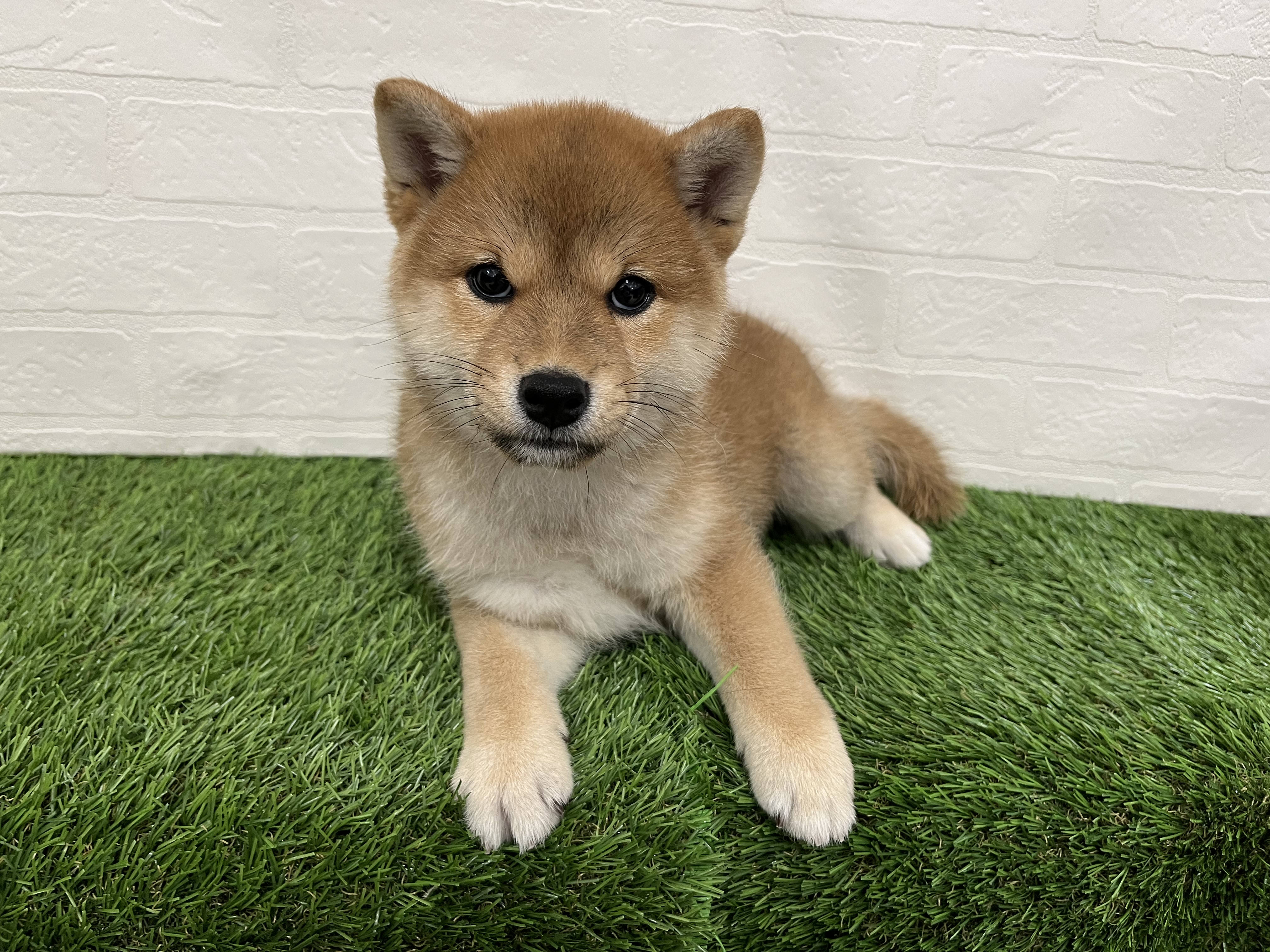 神奈川県の柴犬(標準サイズ) (ワンニャンハウス新山下店/2026年6月24日生まれ/女の子/赤)の子犬の2枚目の画像