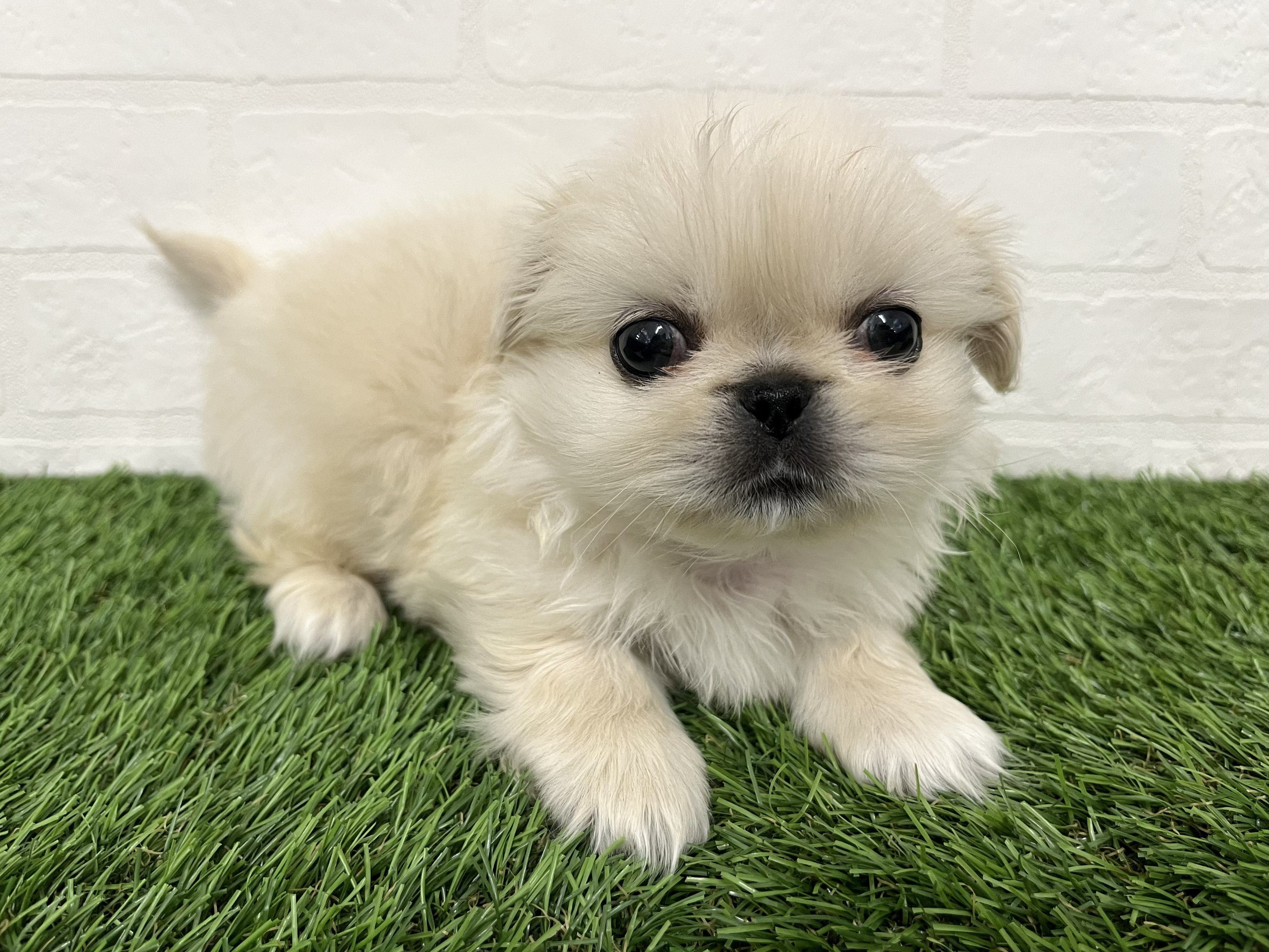 神奈川県のペキニーズ (ワンニャンハウス新山下店/2025年12月15日生まれ/女の子/ホワイト)の子犬の2枚目の画像