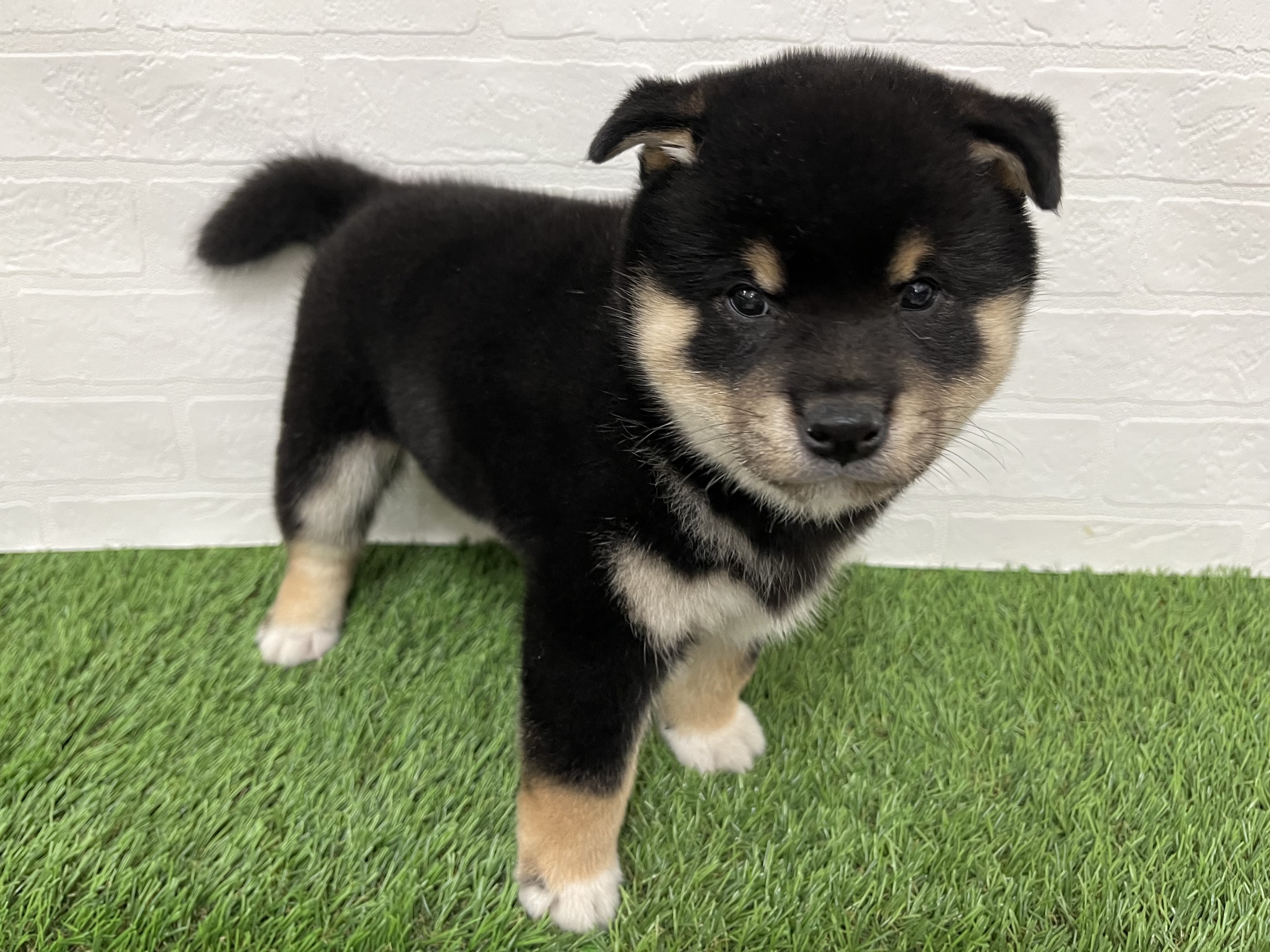 神奈川県の柴犬(標準サイズ) (ワンニャンハウス新山下店/2025年9月9日生まれ/男の子/黒)の子犬の3枚目の画像