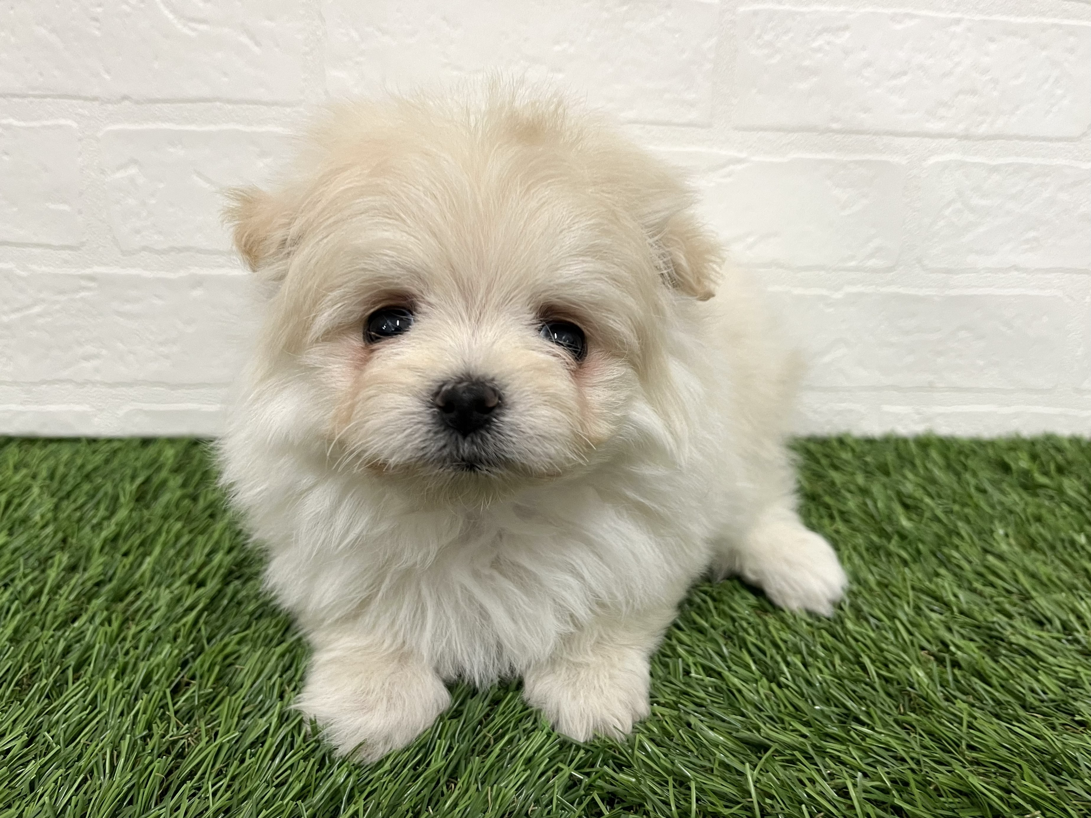 神奈川県のポメマル/マルポメ(ポメラニアン×マルチーズ) (ワンニャンハウス新山下店/2025年12月21日生まれ/女の子/クリーム)の子犬の3枚目の画像