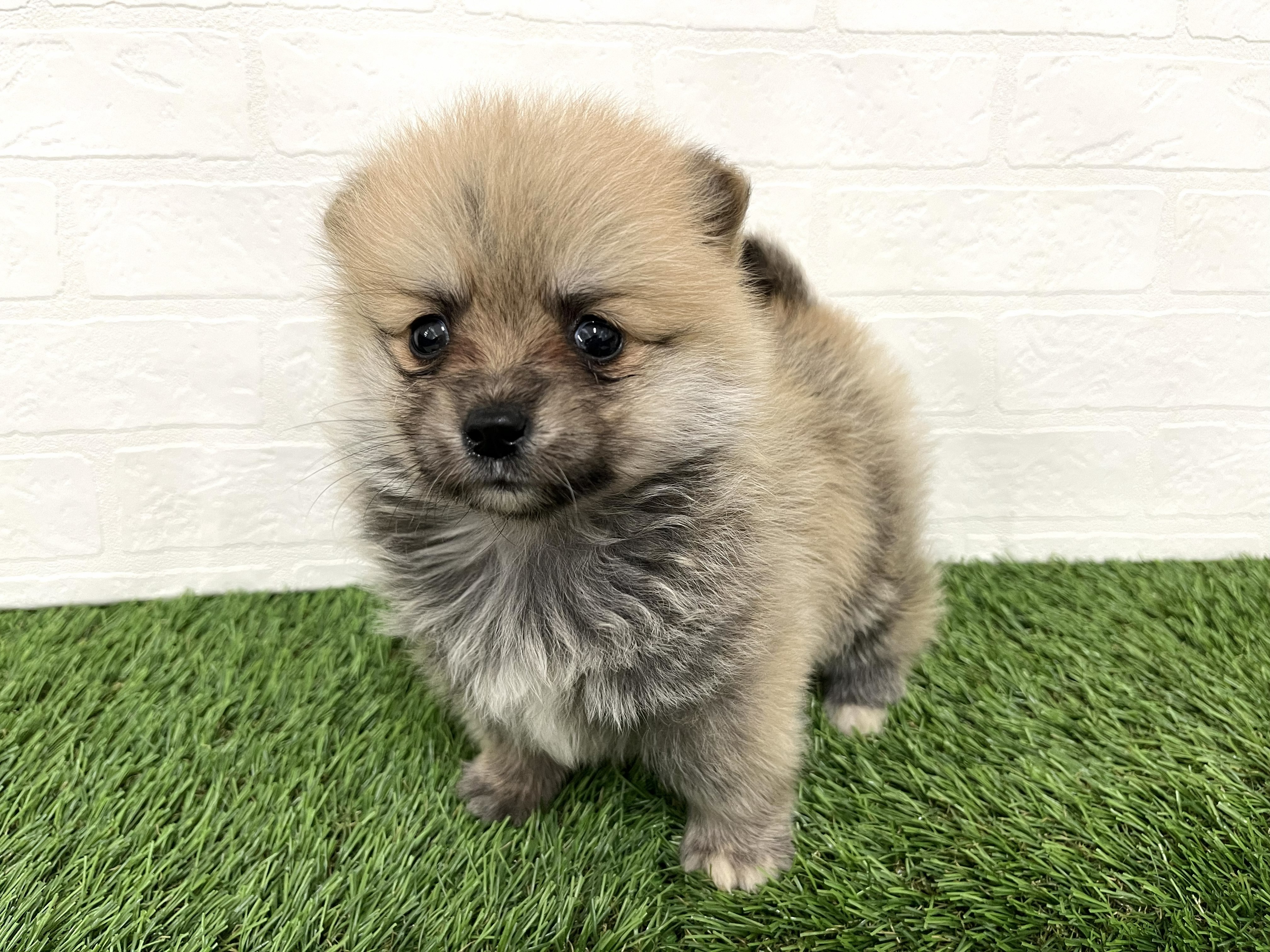 神奈川県のポメコーギー(ポメラニアン×コーギー) (ワンニャンハウス新山下店/2025年12月16日生まれ/女の子/セーブルホワイト)の子犬の3枚目の画像