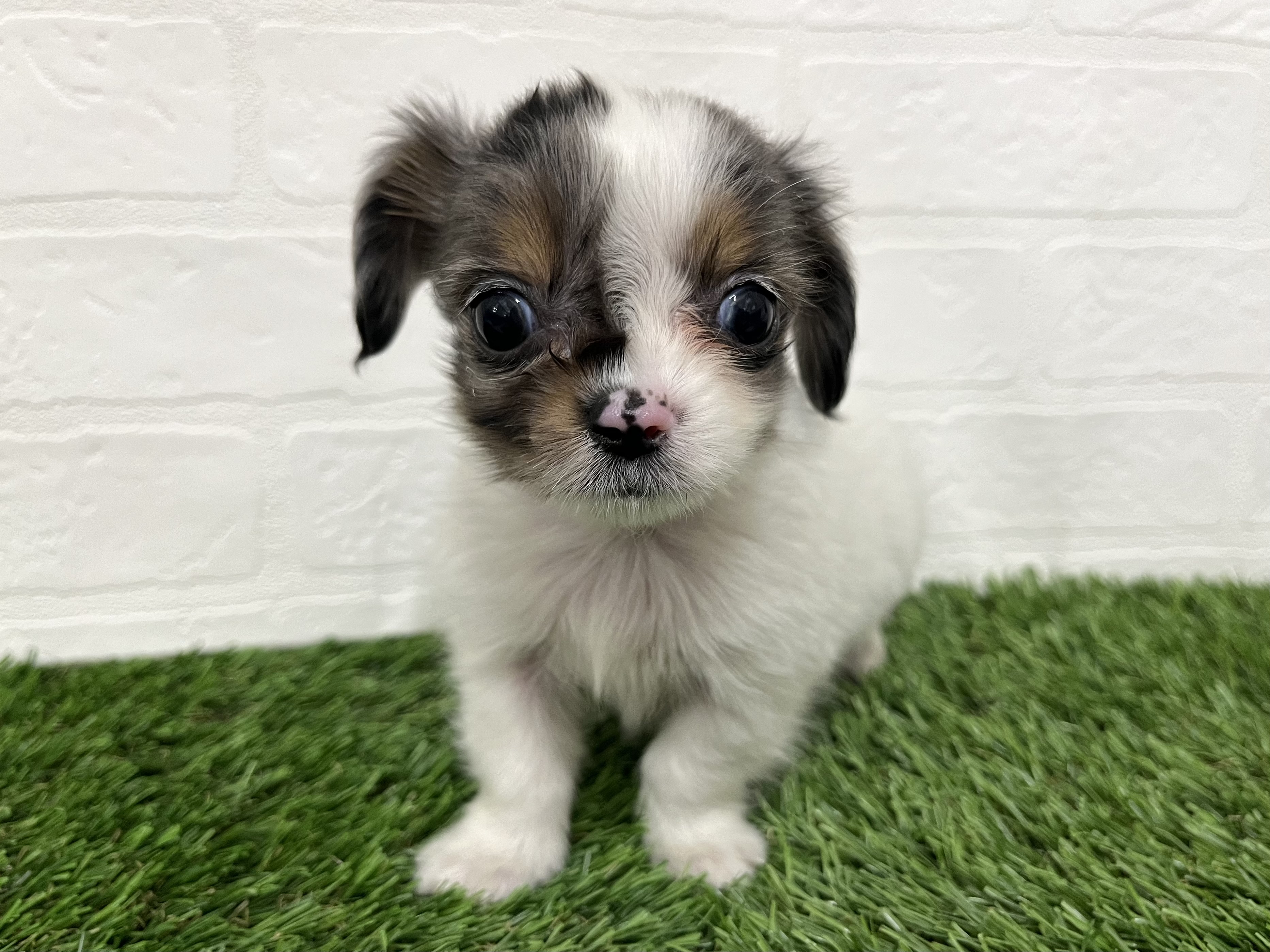 神奈川県のチワックス(チワワ×ダックス) (ワンニャンハウス新山下店/2025年9月16日生まれ/男の子/ホワイト&ブルーマール)の子犬の4枚目の画像