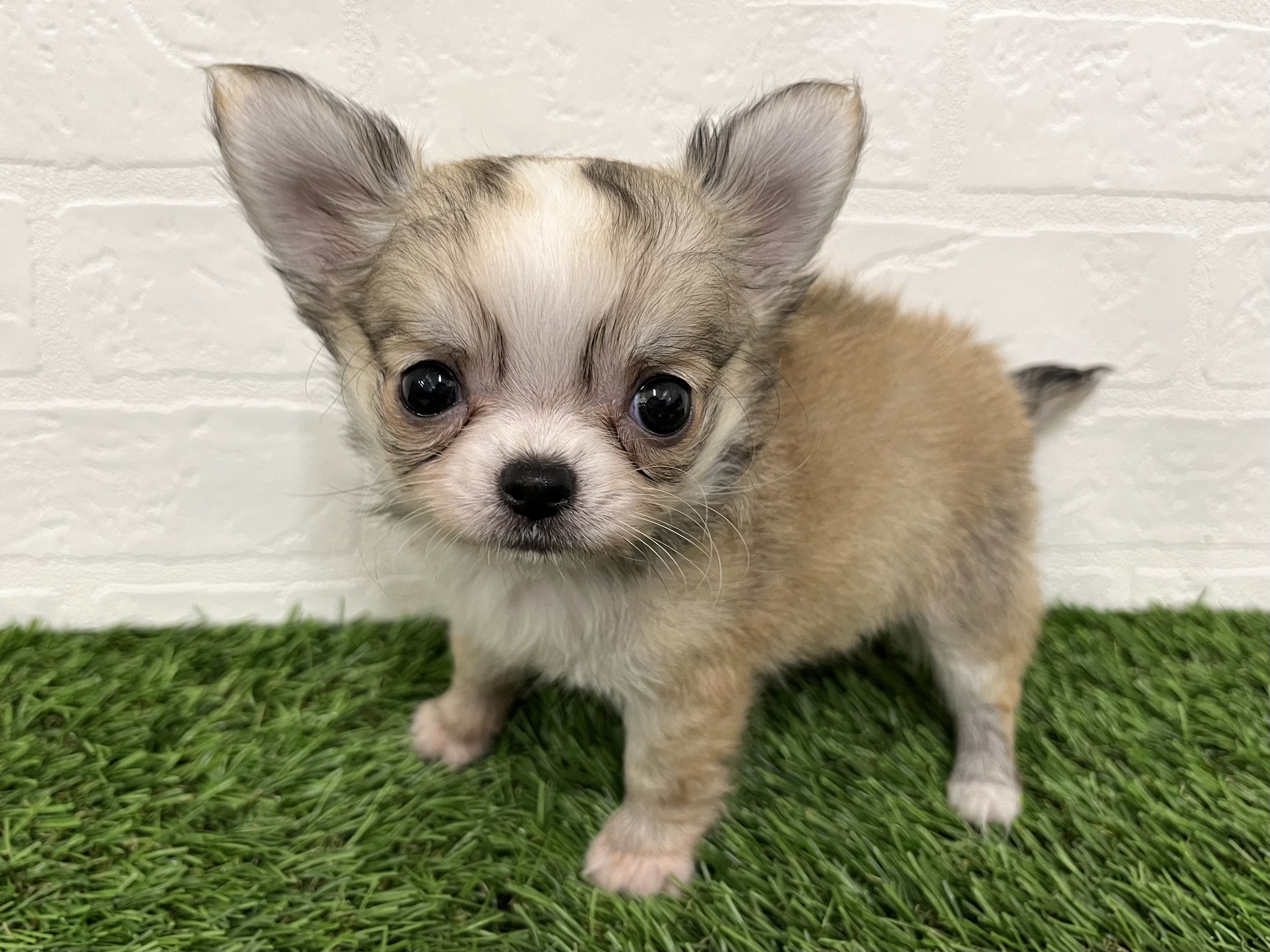 神奈川県のチワワ(ロング) (ワンニャンハウス新山下店/2025年10月27日生まれ/男の子/フォーンホワイト)の子犬の3枚目の画像