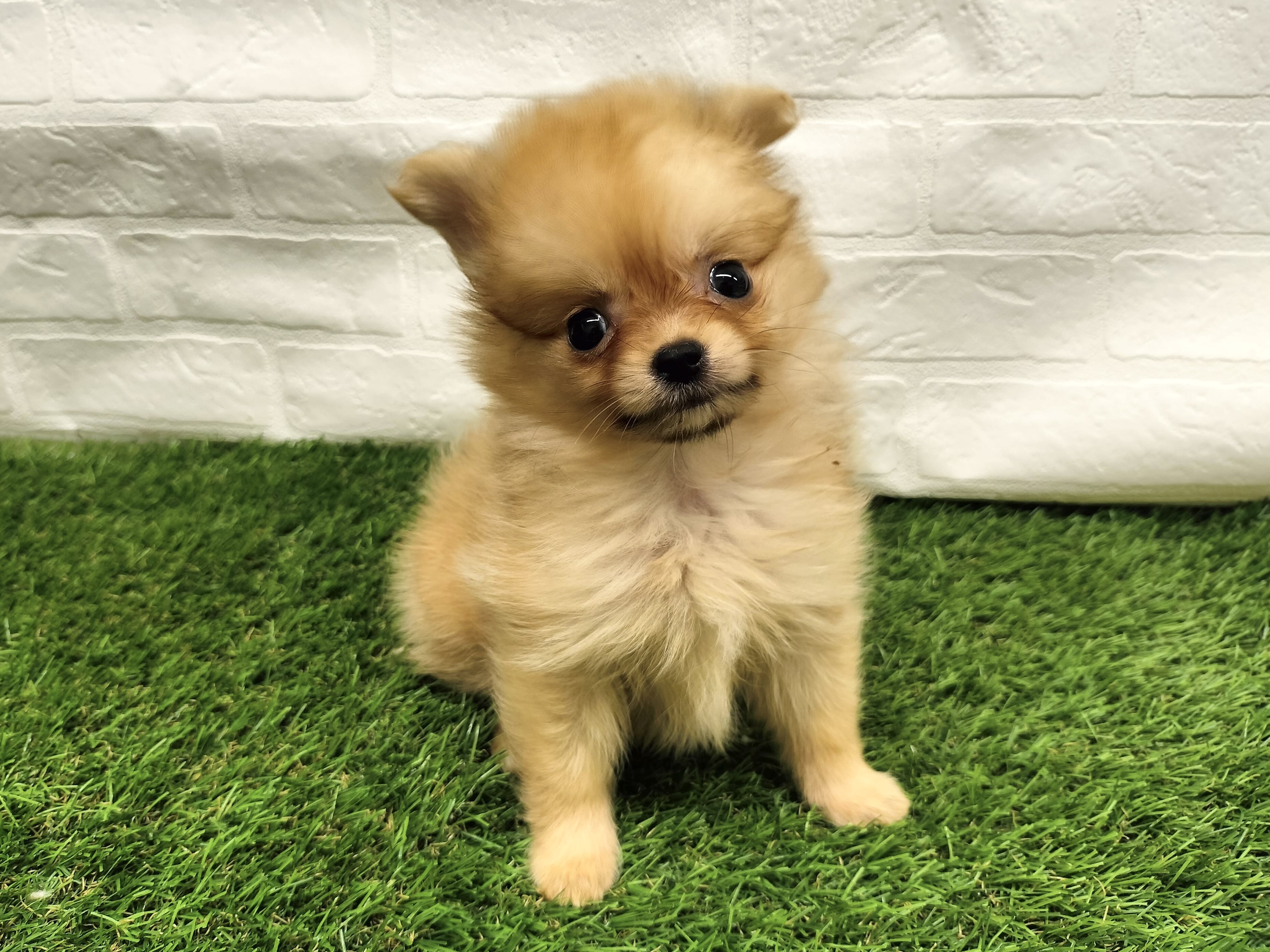神奈川県のポメチワ/チワポメ/ポメチー(ポメラニアン×チワワ) (ワンニャンハウス新山下店/2026年1月6日生まれ/女の子/オレンジ)の子犬