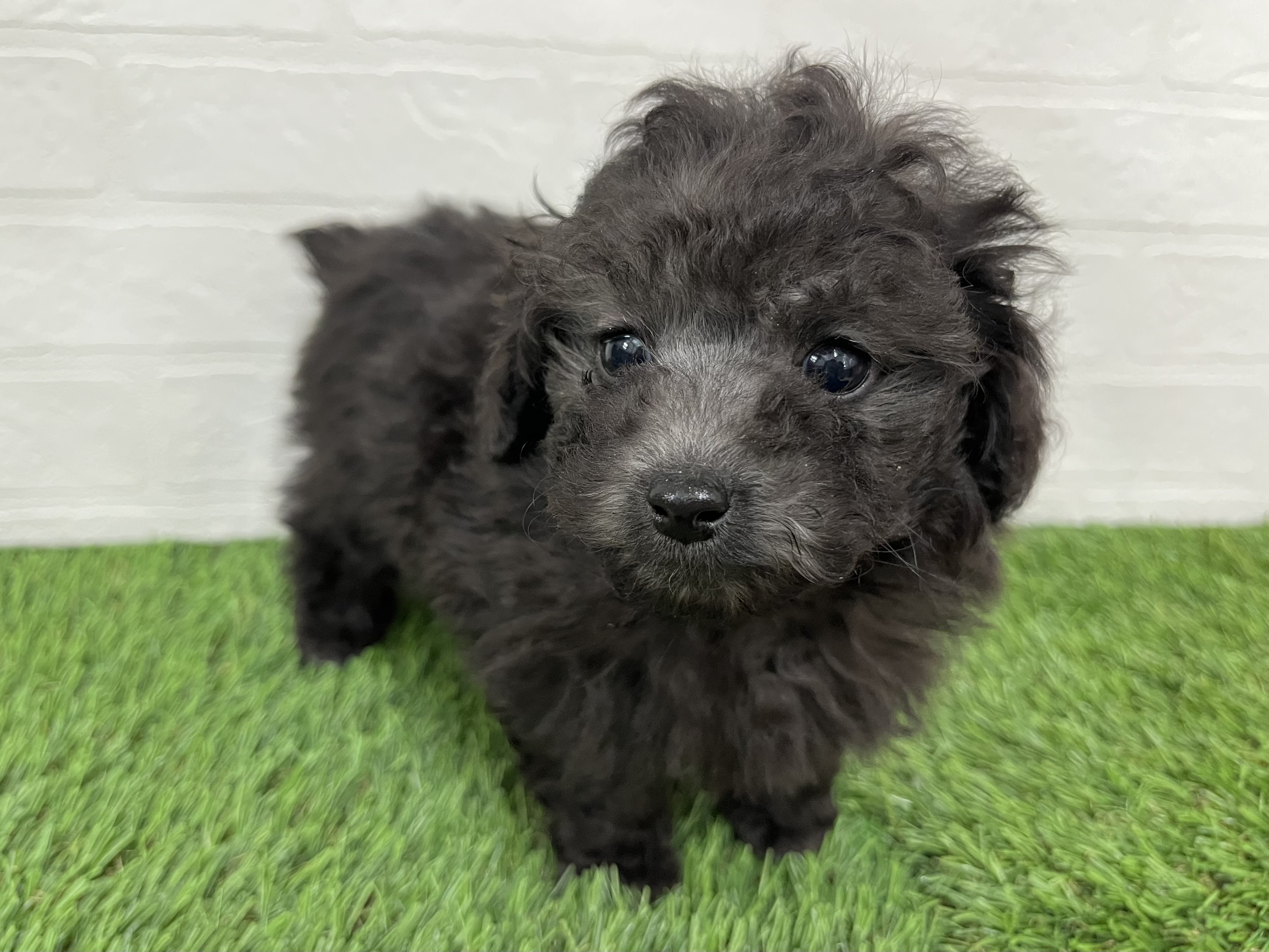 神奈川県のトイプードル(トイ) (ワンニャンハウス新山下店/2025年11月20日生まれ/男の子/シルバー)の子犬の2枚目の画像