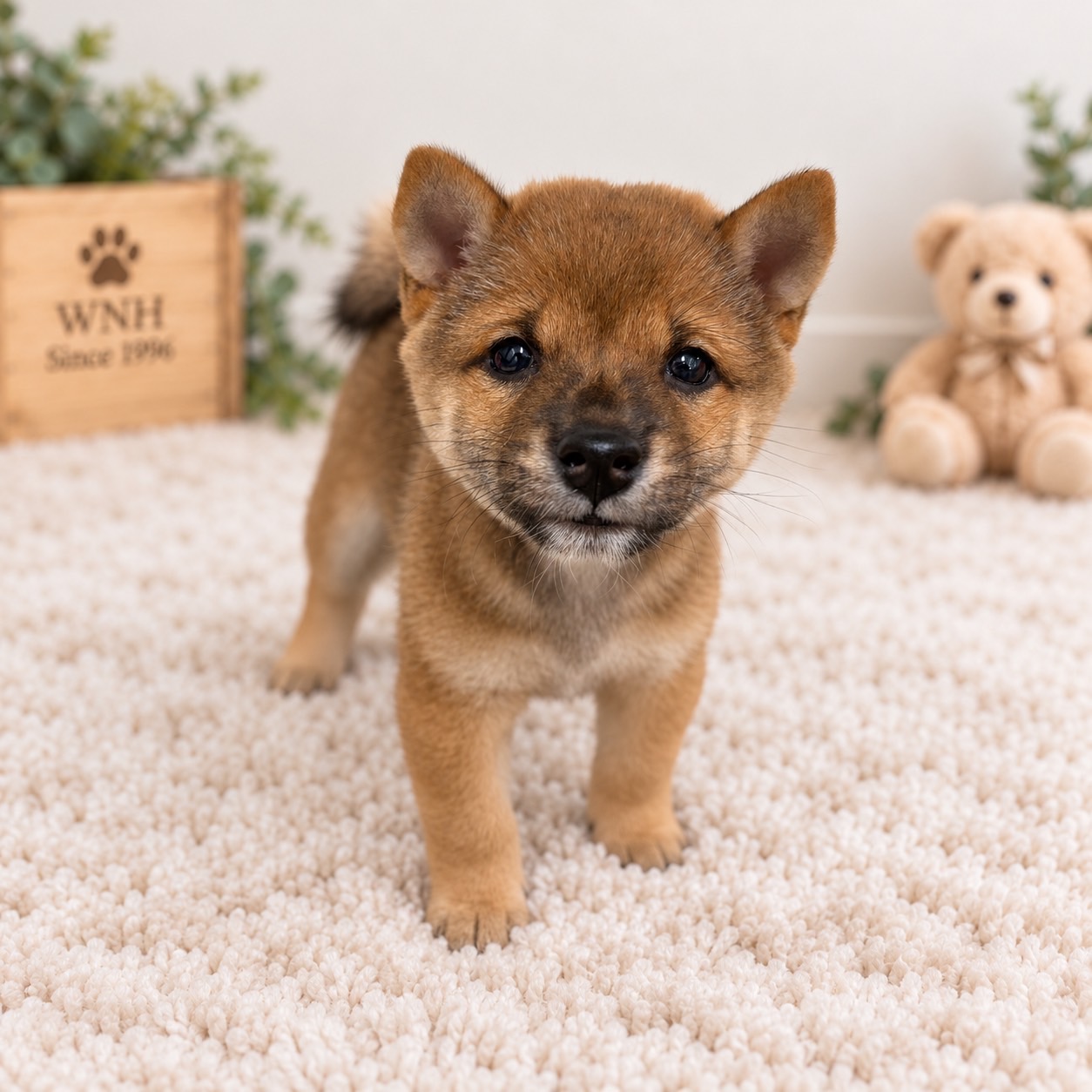 神奈川県の豆柴 (ワンニャンハウス新山下店/2026年8月20日生まれ/男の子/赤)の子犬の1枚目の画像