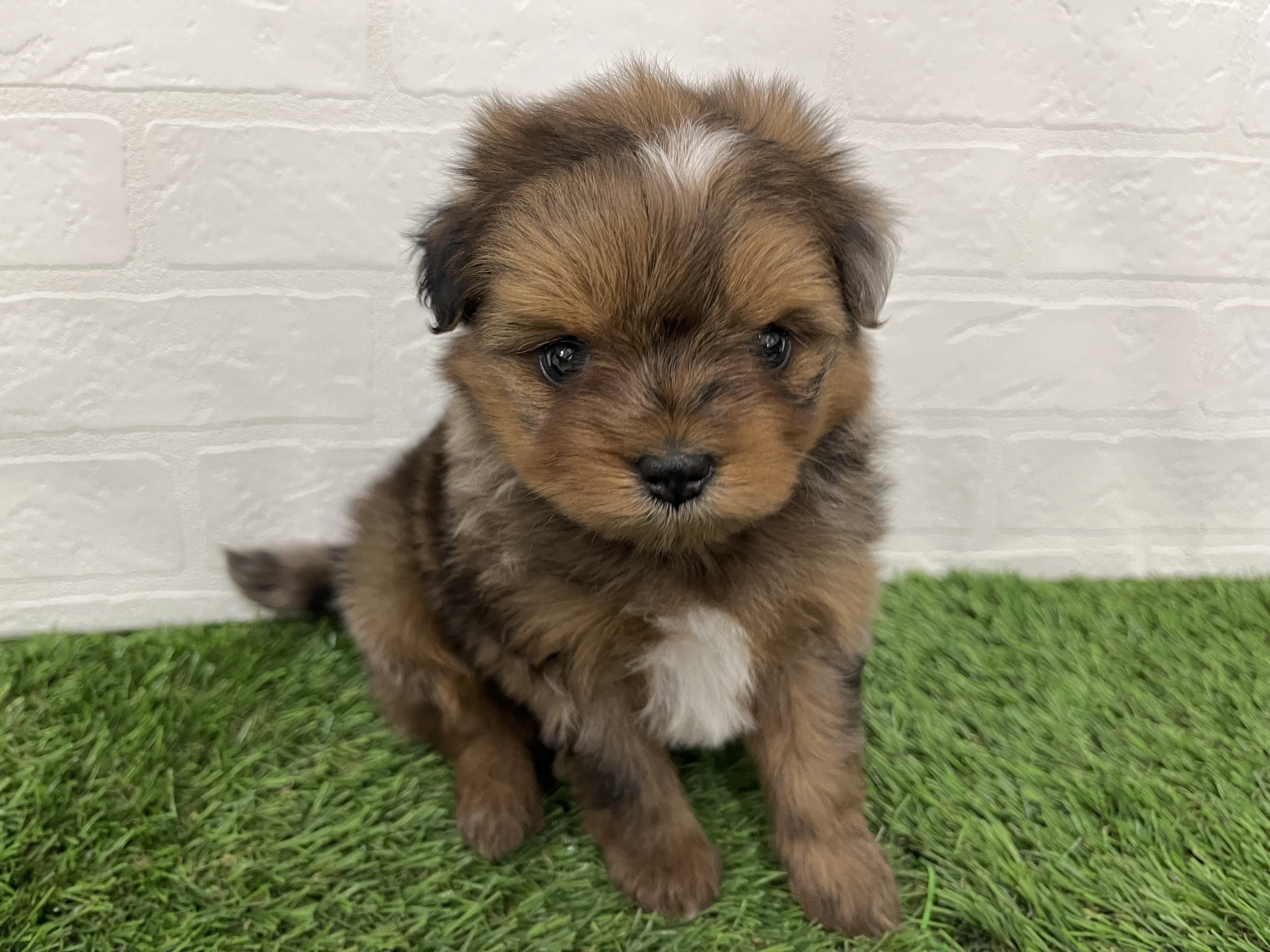 神奈川県のポメチワ/チワポメ/ポメチー(ポメラニアン×チワワ) (ワンニャンハウス新山下店/2025年9月23日生まれ/男の子/チョコレートマール)の子犬の1枚目の画像