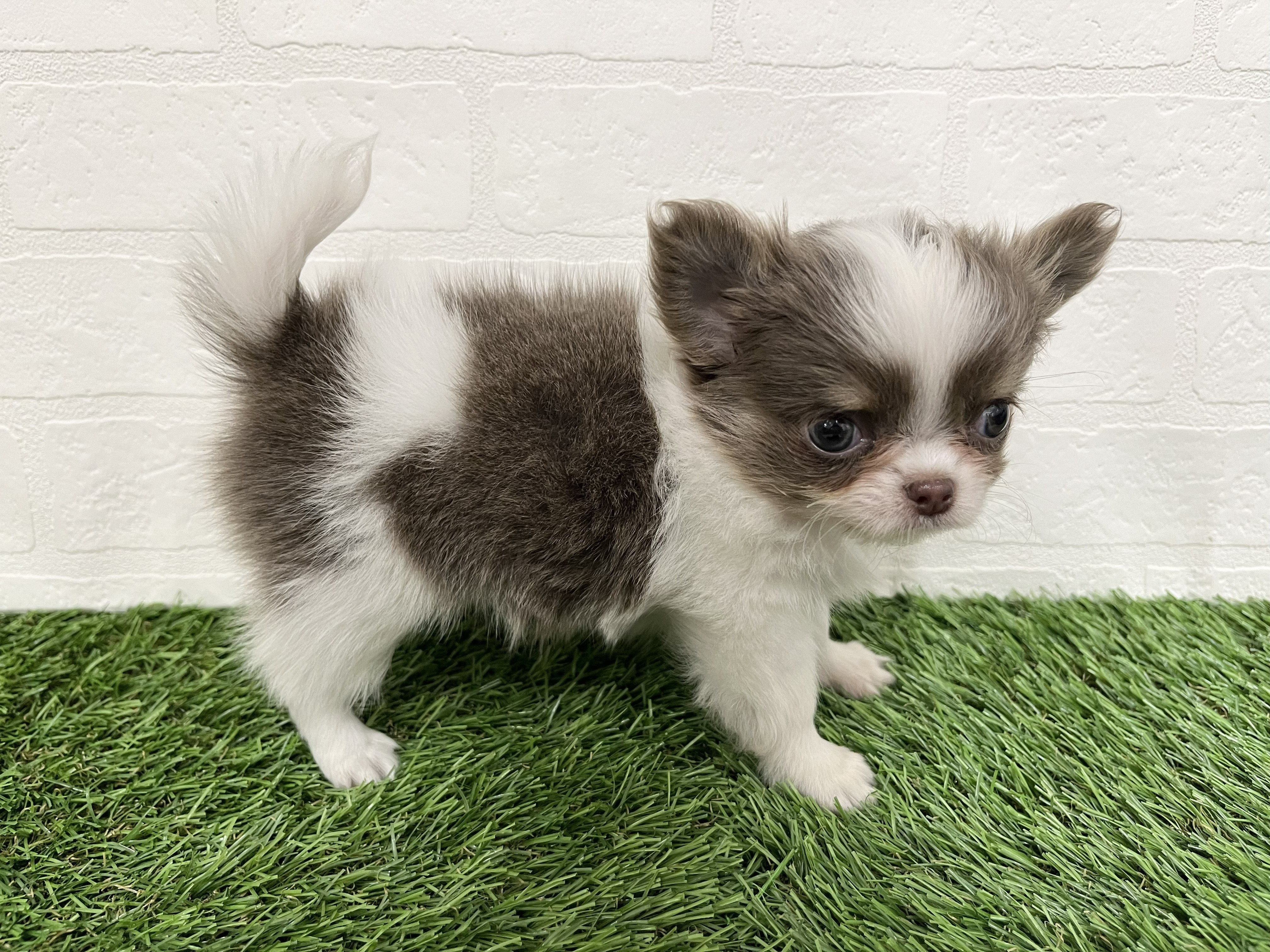 神奈川県のチワワ(ロング) (ワンニャンハウス新山下店/2026年1月31日生まれ/女の子/ホワイト&イザベラタン)の子犬の4枚目の画像