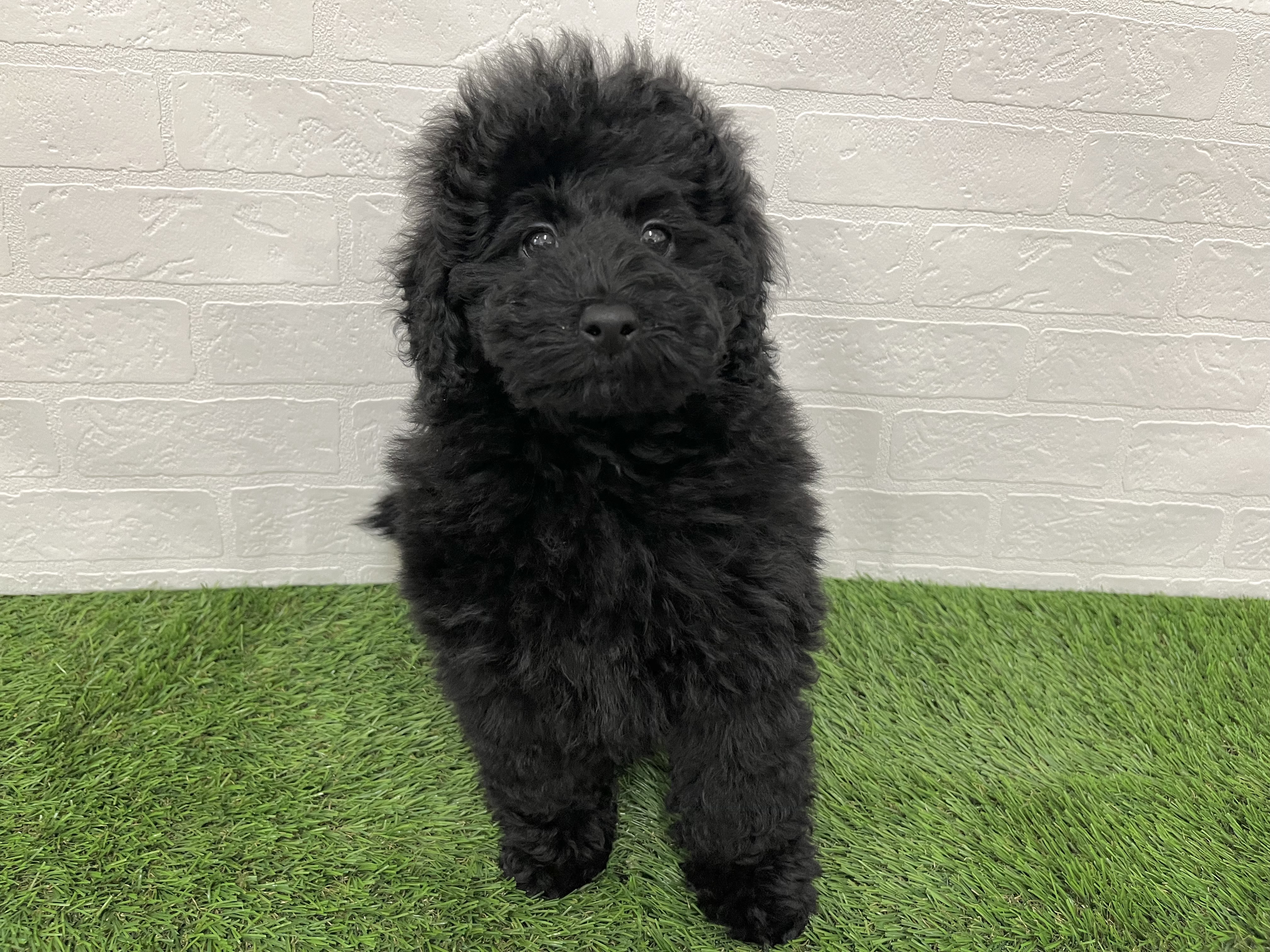 神奈川県のプードル（ミディアム） (ワンニャンハウス新山下店/2025年9月14日生まれ/男の子/ブラック)の子犬の4枚目の画像