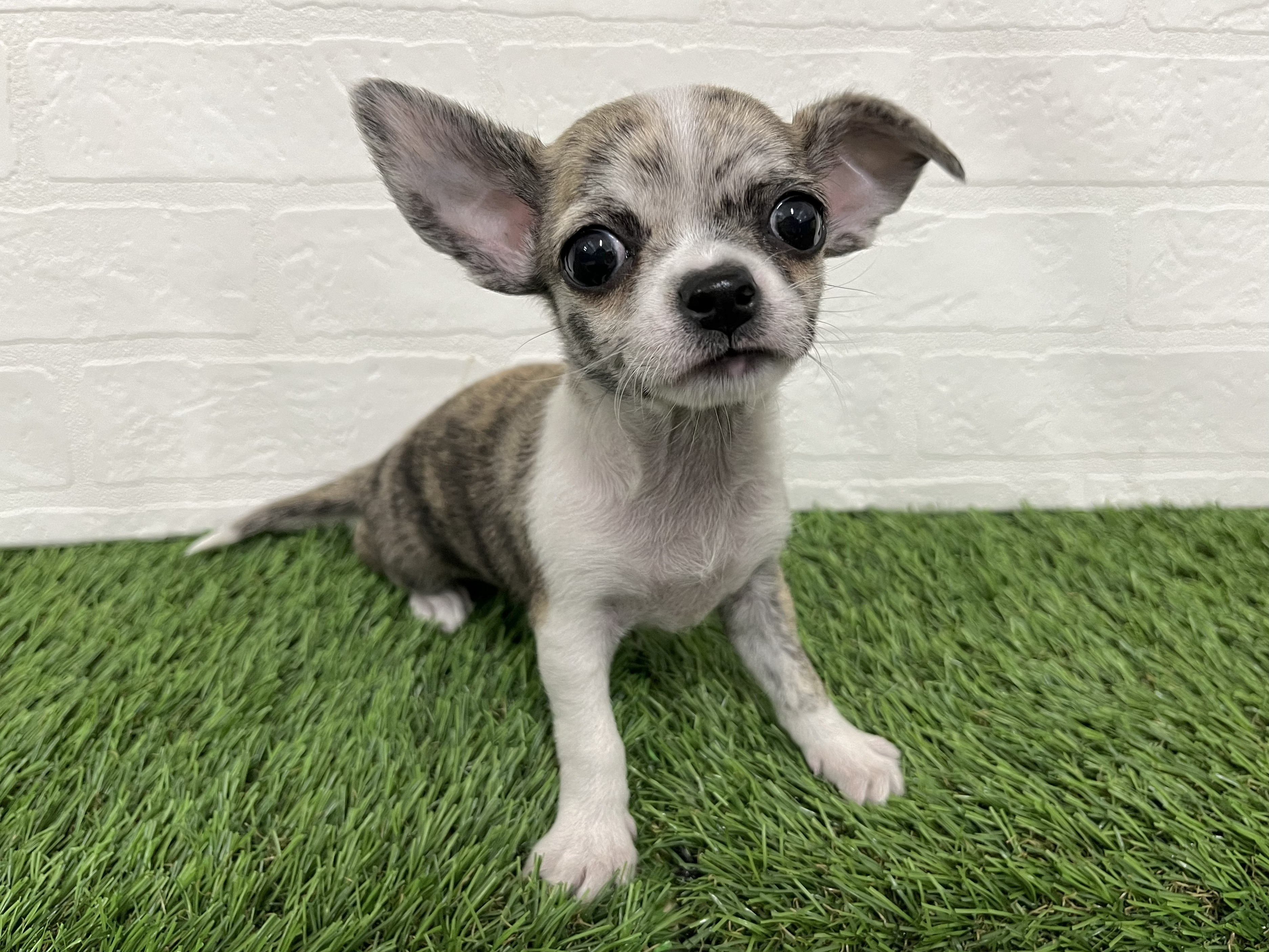 神奈川県のチワワ(ロング) (ワンニャンハウス新山下店/2025年12月20日生まれ/男の子/ブリンドルホワイト)の子犬の3枚目の画像