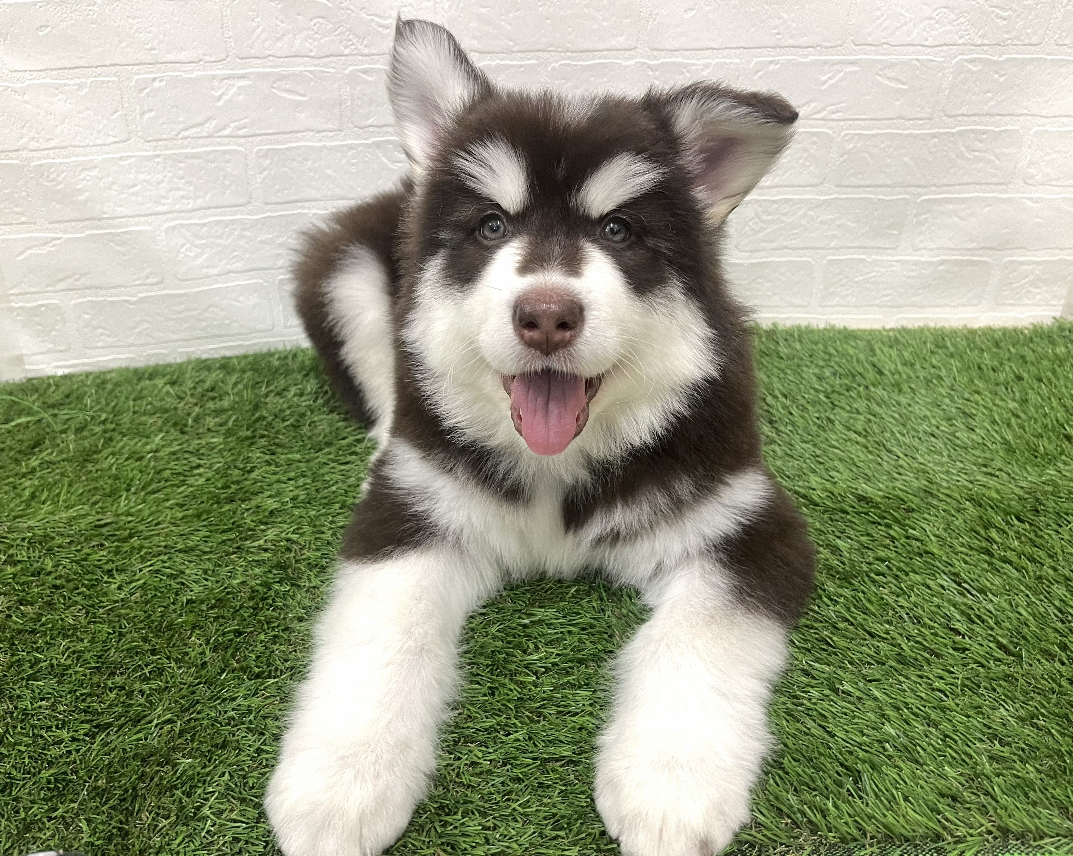 神奈川県のアラスカンマラミュート (ワンニャンハウス新山下店/2026年1月13日生まれ/女の子/ブラウンホワイト)の子犬の3枚目の画像