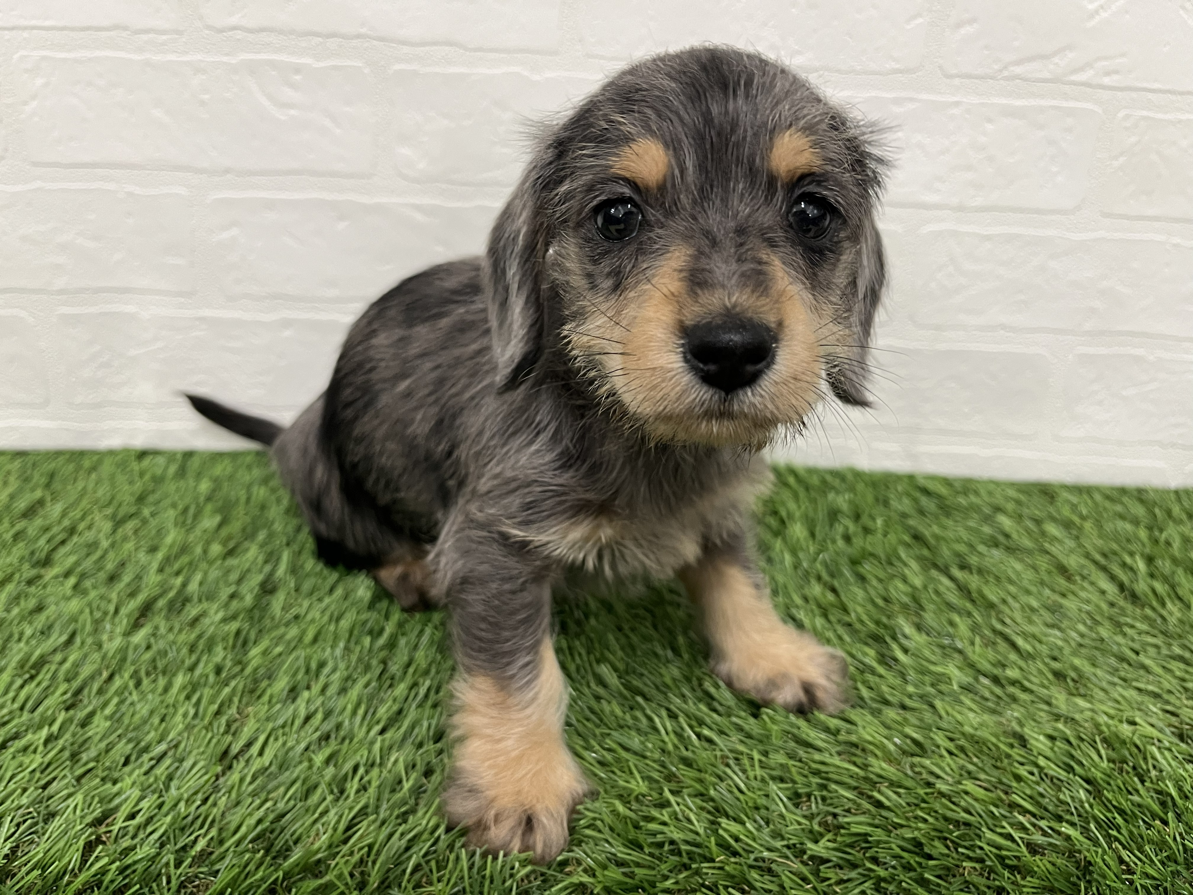 神奈川県のハーフ犬 (ワンニャンハウス新山下店/2025年12月16日生まれ/女の子/シルバーダップル)の子犬の4枚目の画像