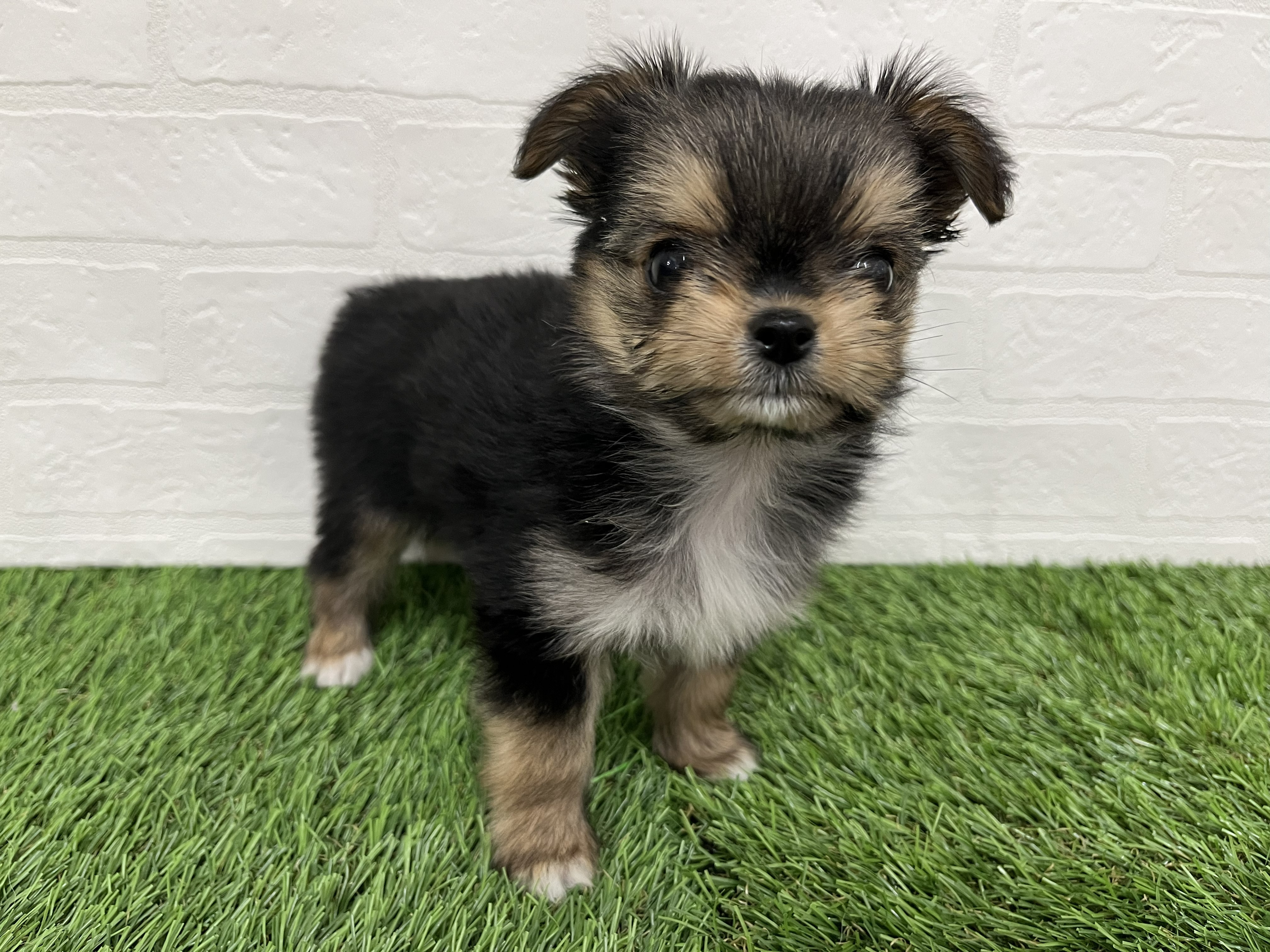 神奈川県のヨーチー/チワキー/チワヨーキー(ヨークシャーテリア×チワワ) (ワンニャンハウス新山下店/2026年1月12日生まれ/女の子/スチールブルータン)の子犬の4枚目の画像
